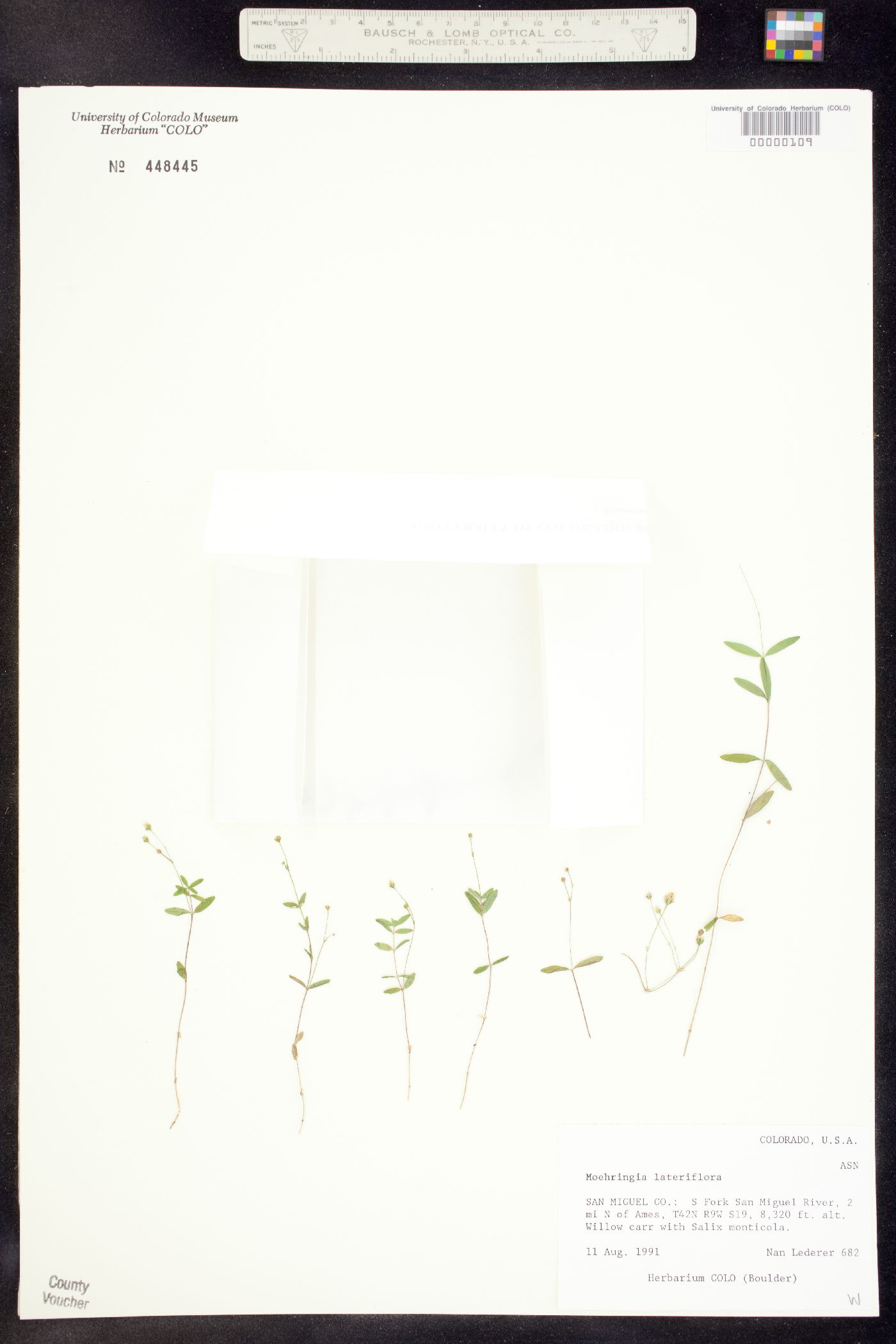 Moehringia lateriflora image
