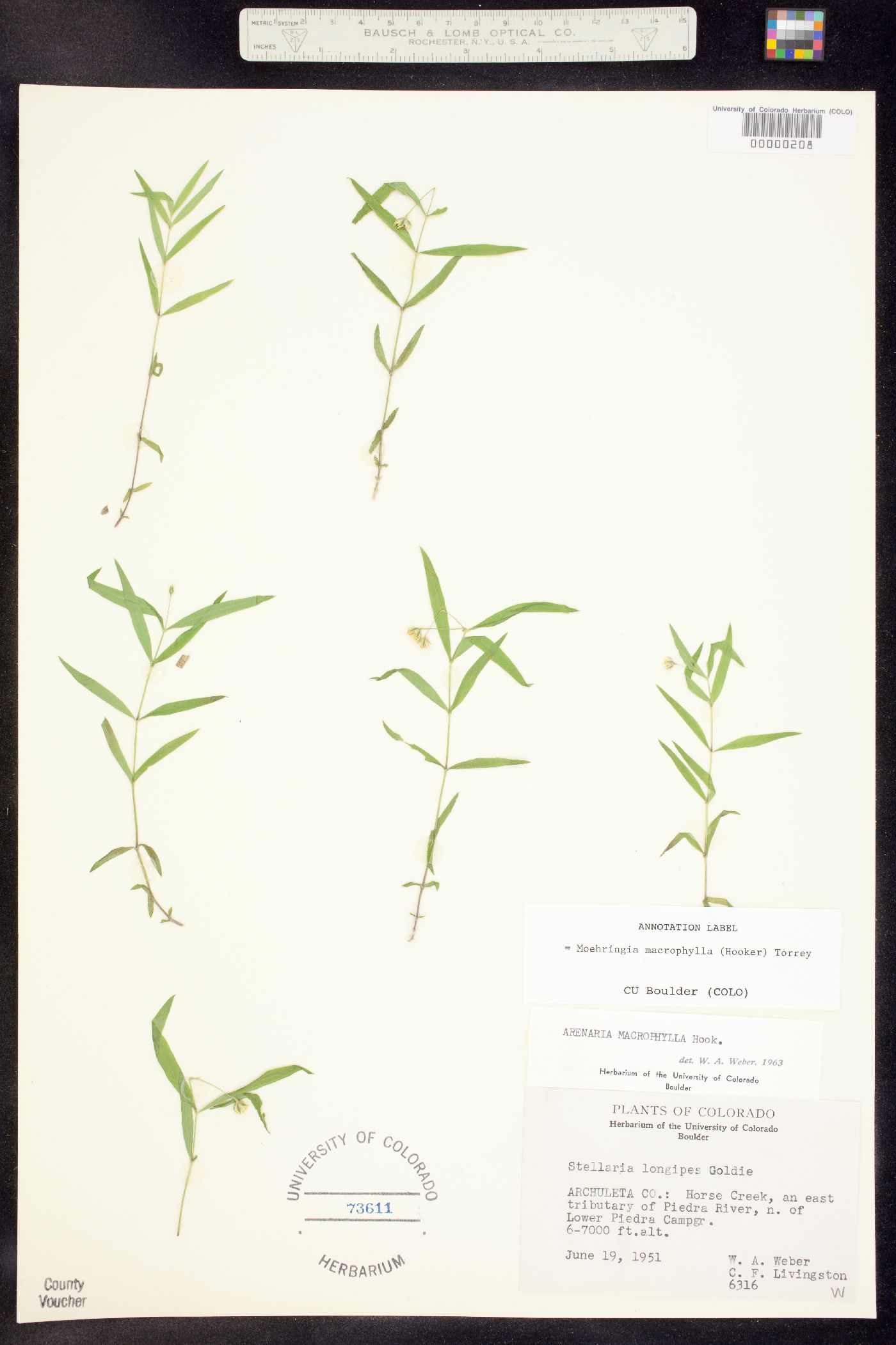 Moehringia macrophylla image