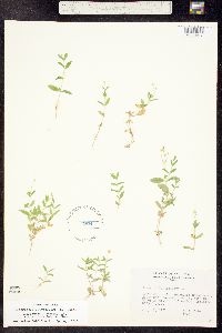 Image of Moehringia lateriflora