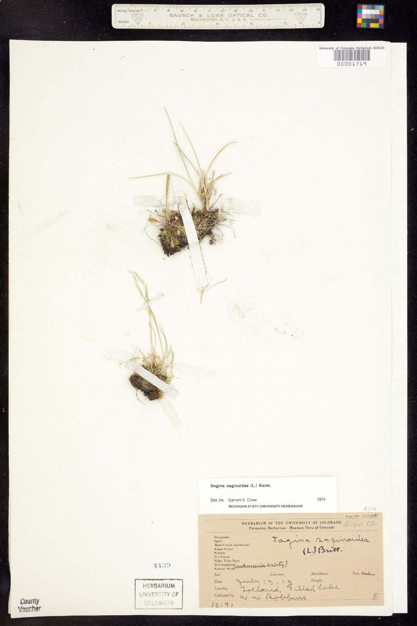 Alsinaceae image