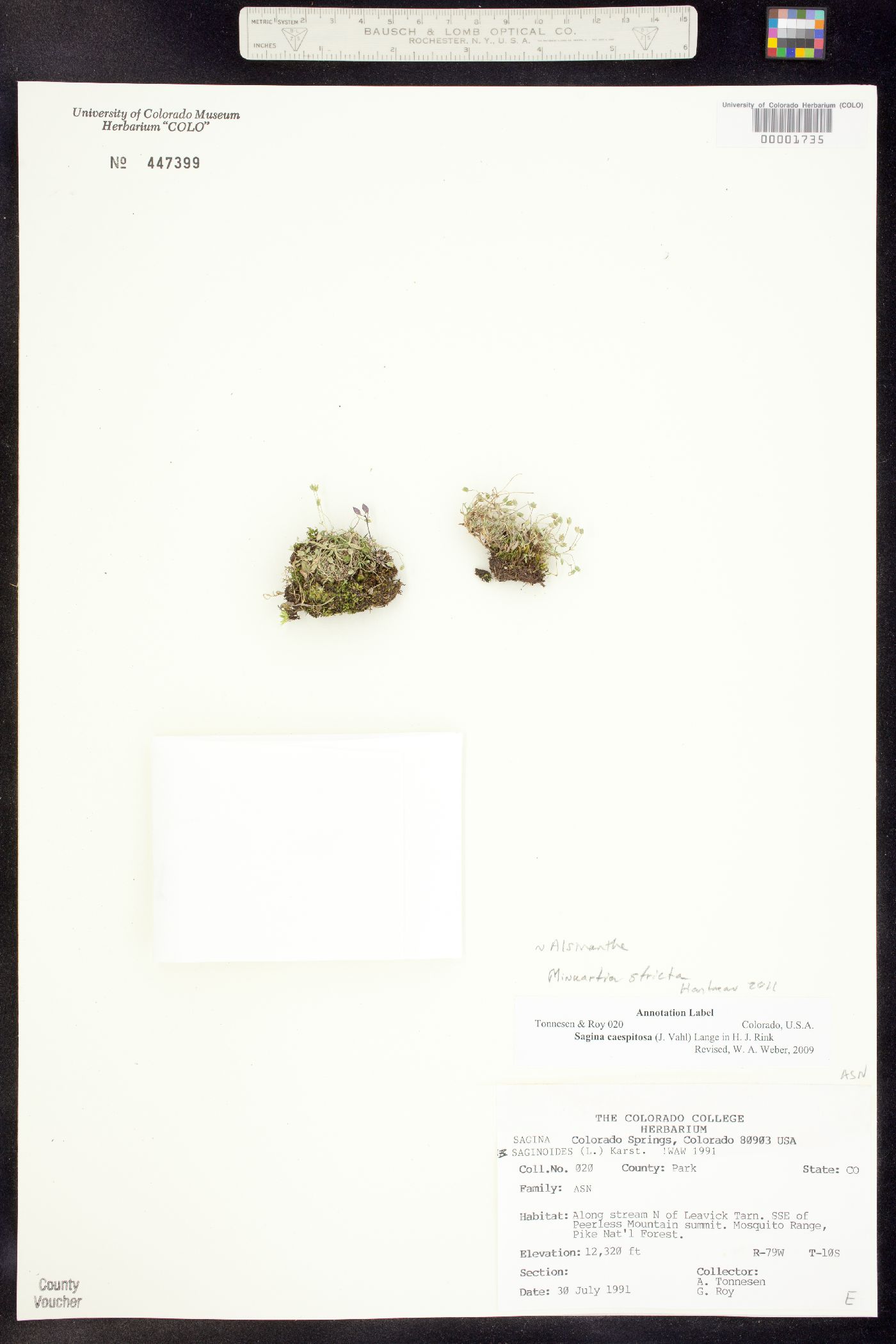 Alsinanthe image