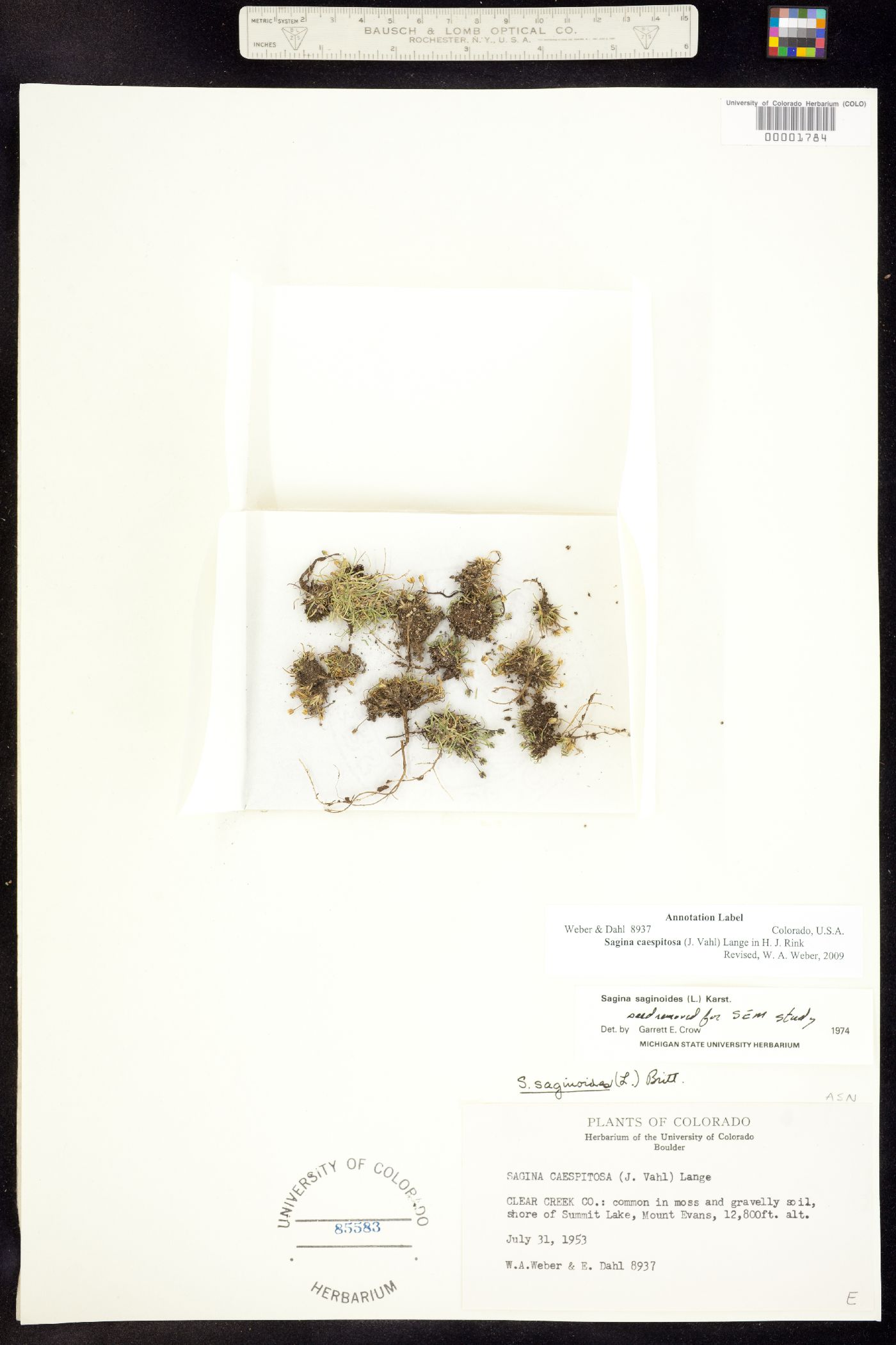 Sagina caespitosa image