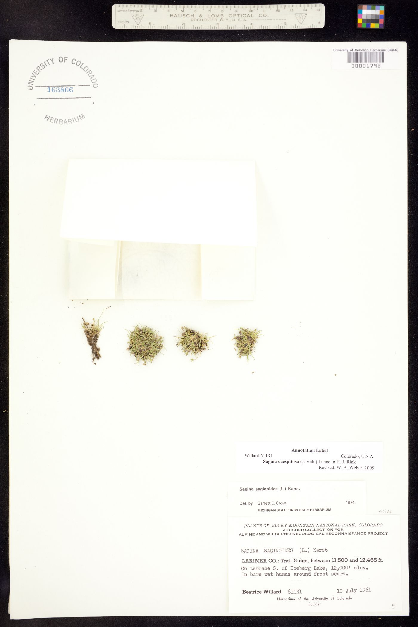 Sagina caespitosa image