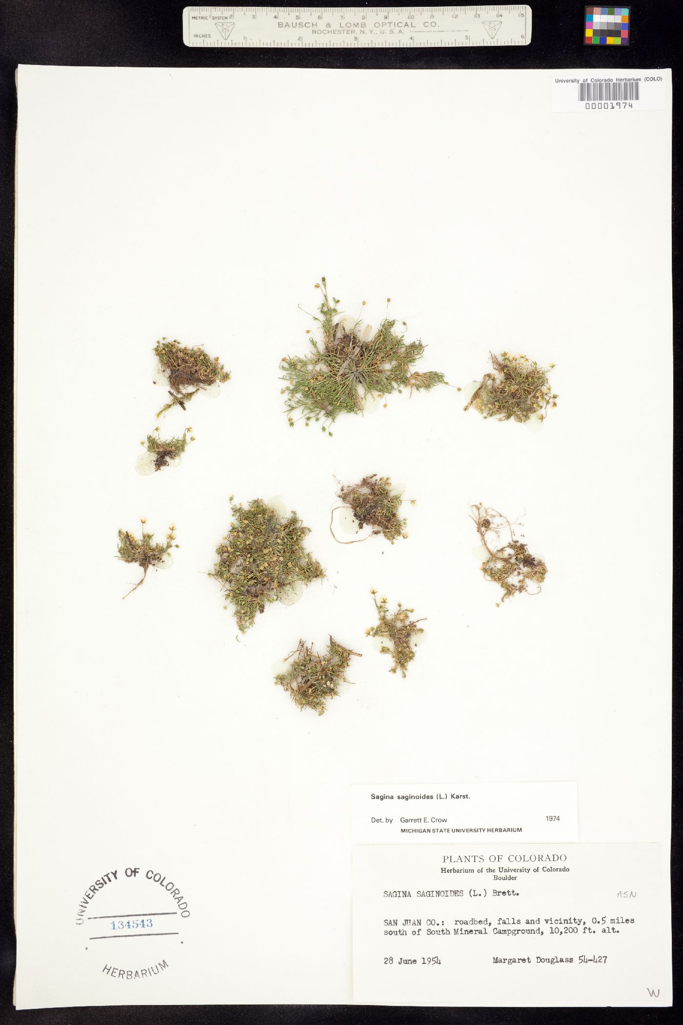 Sagina saginoides image