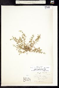 Arenaria lanuginosa subsp. saxosa image