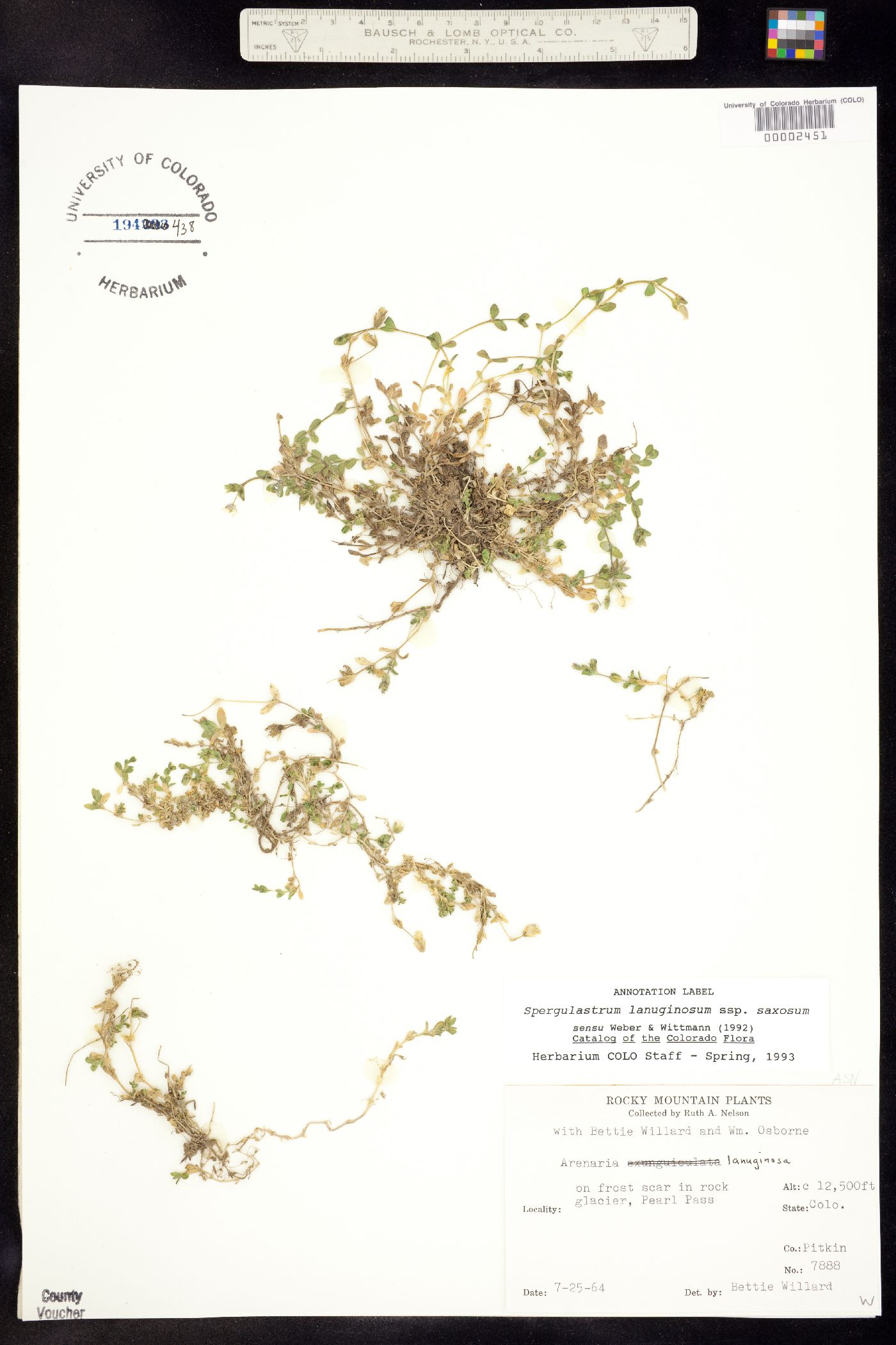 Arenaria lanuginosa var. saxosa image
