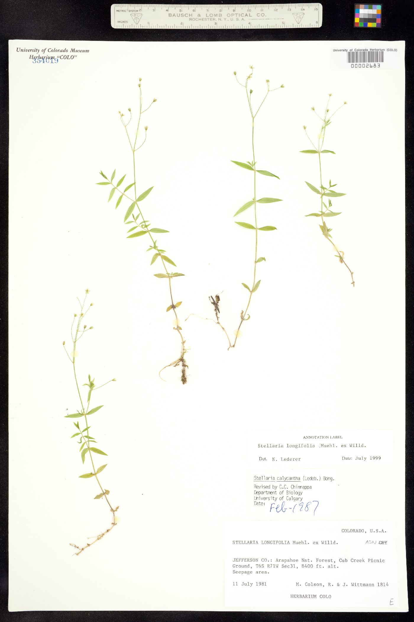 Alsinaceae image