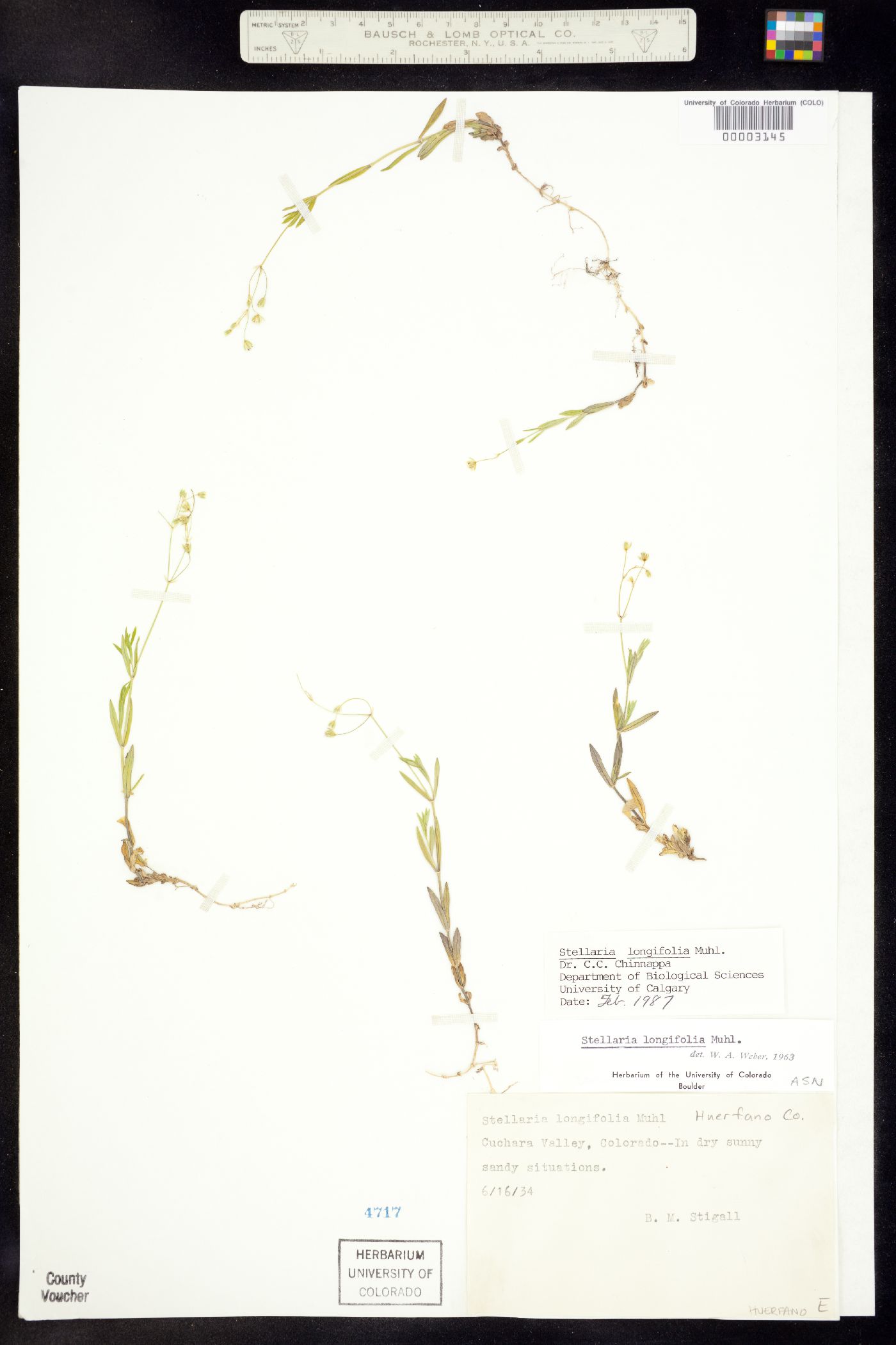 Stellaria longifolia image
