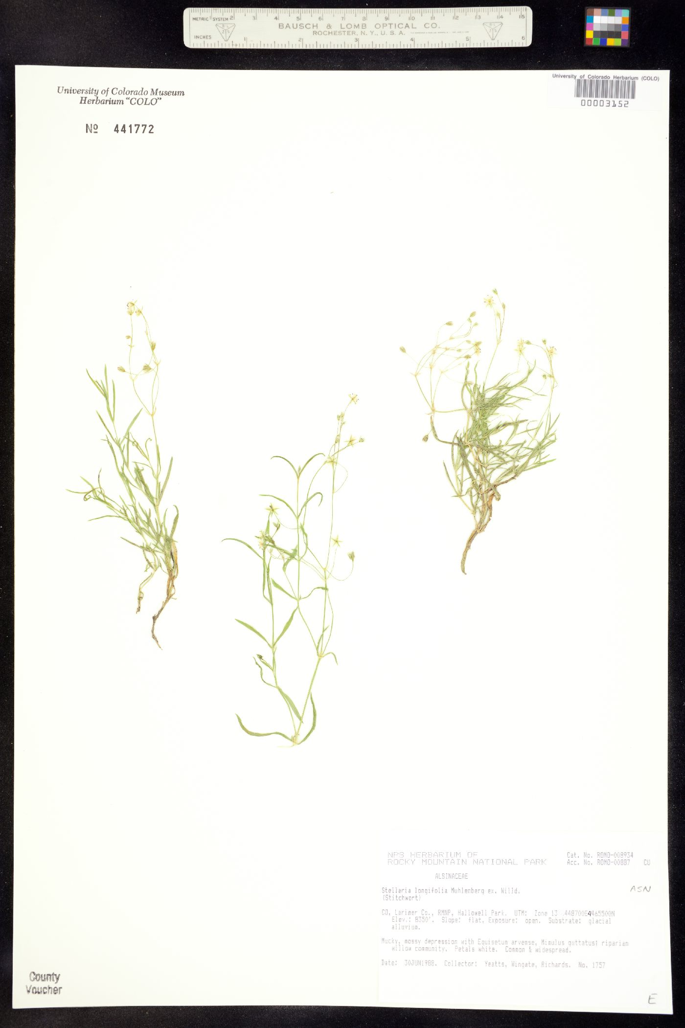 Stellaria longifolia image