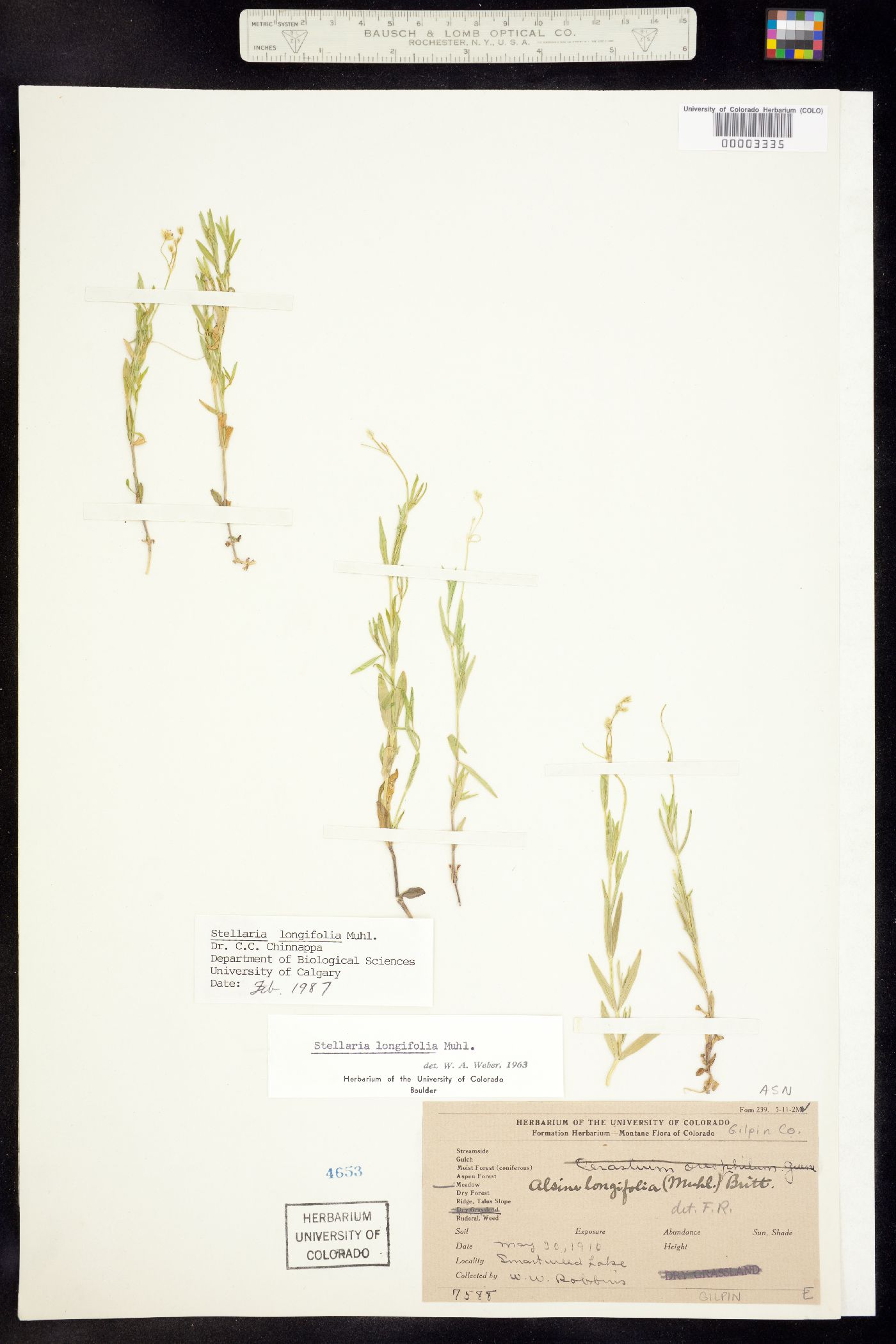 Stellaria image