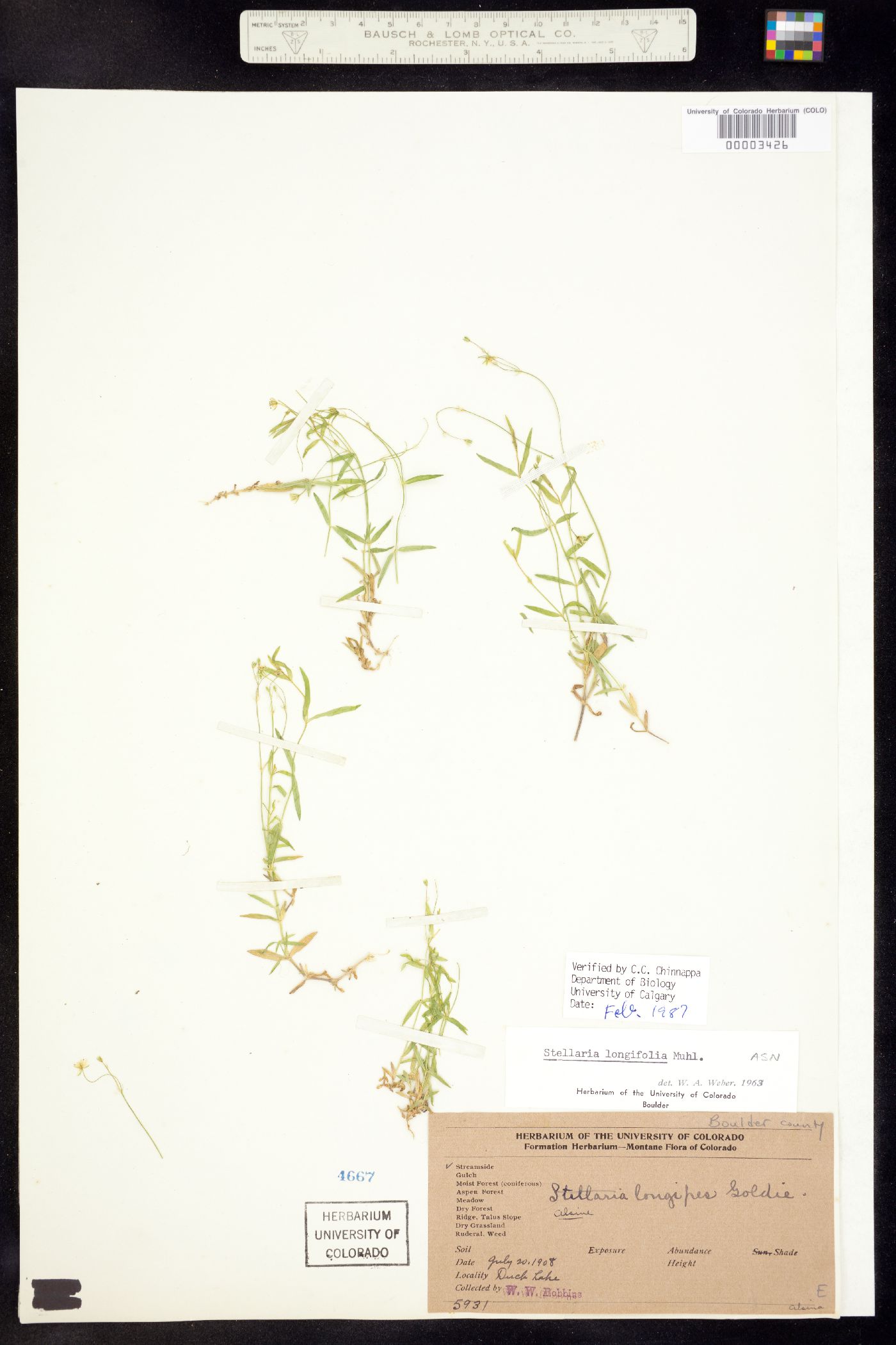 Stellaria longifolia image