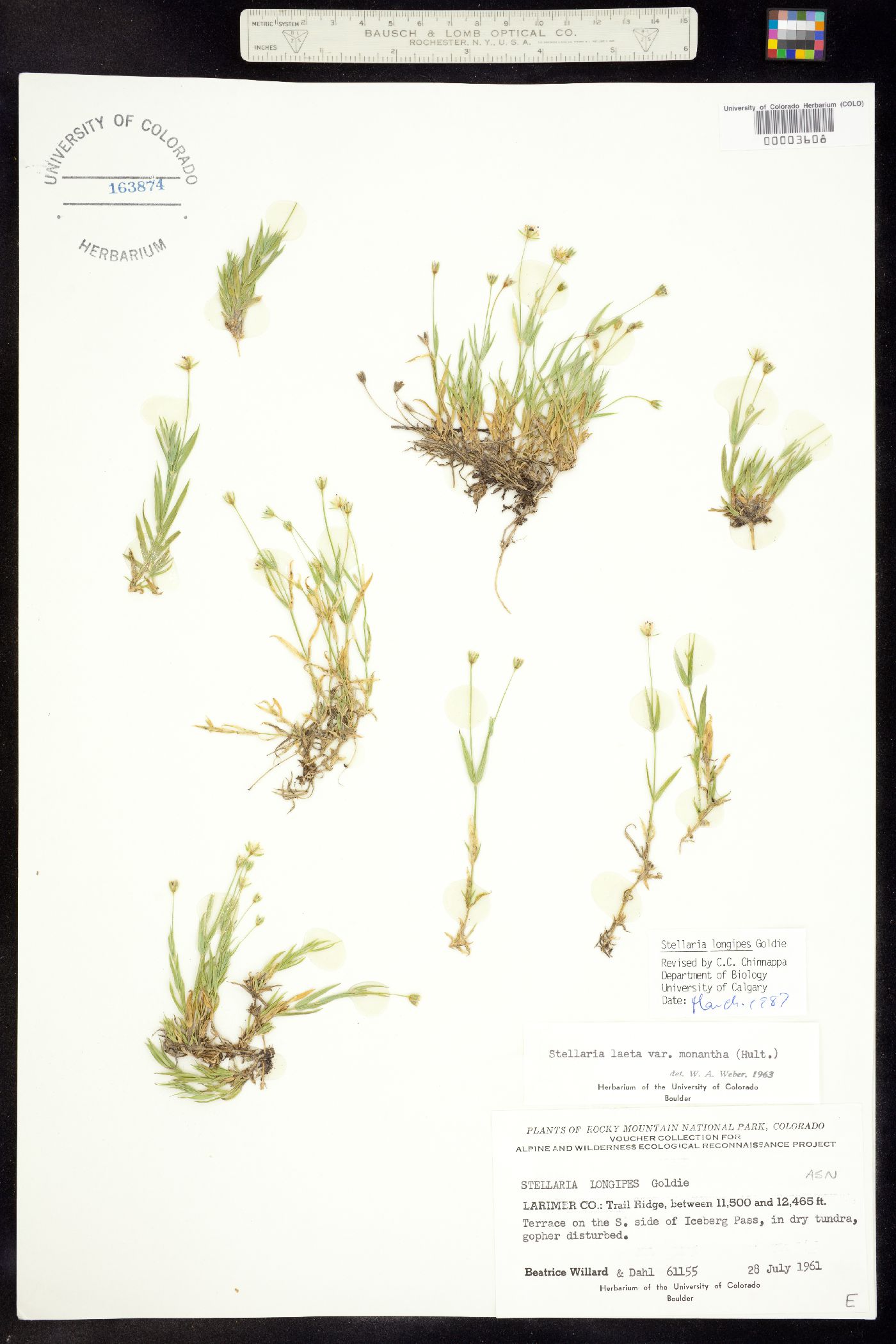 Stellaria image