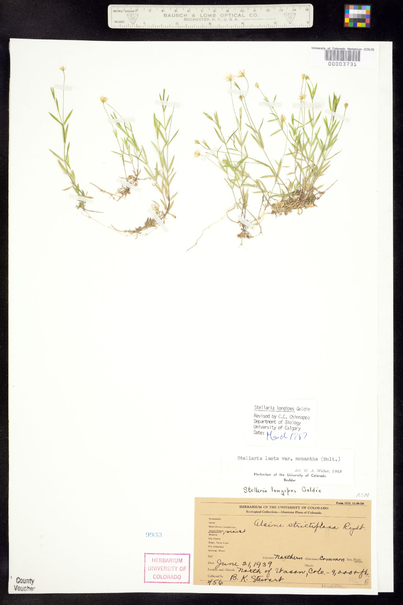 Stellaria longipes image