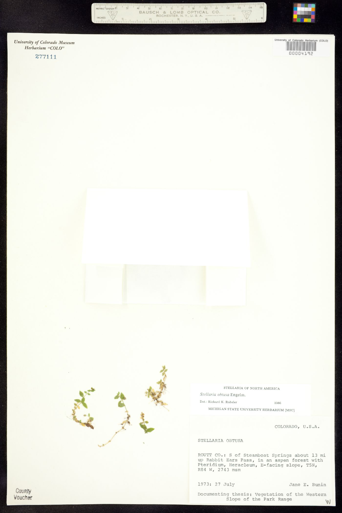 Stellaria obtusa image