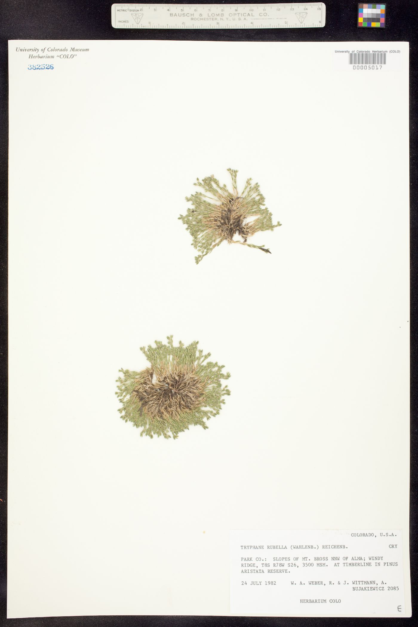 Minuartia rubella image