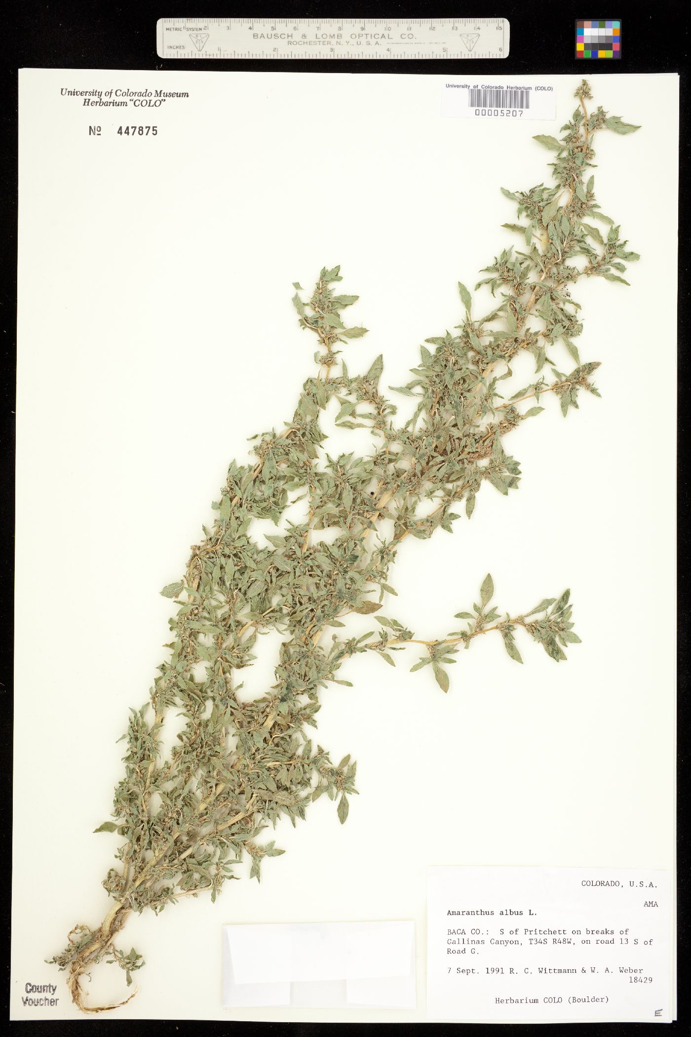 Amaranthus albus image