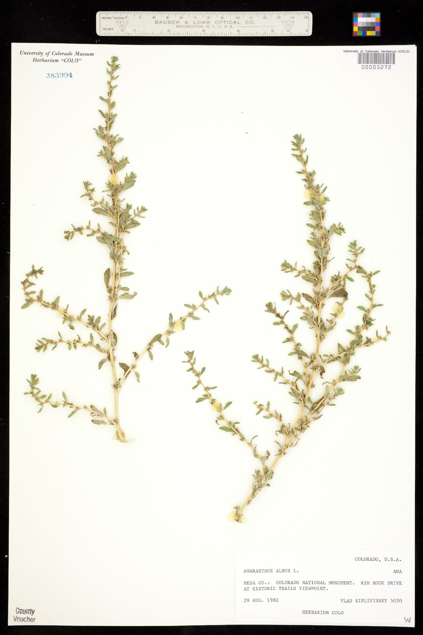 Amaranthus image