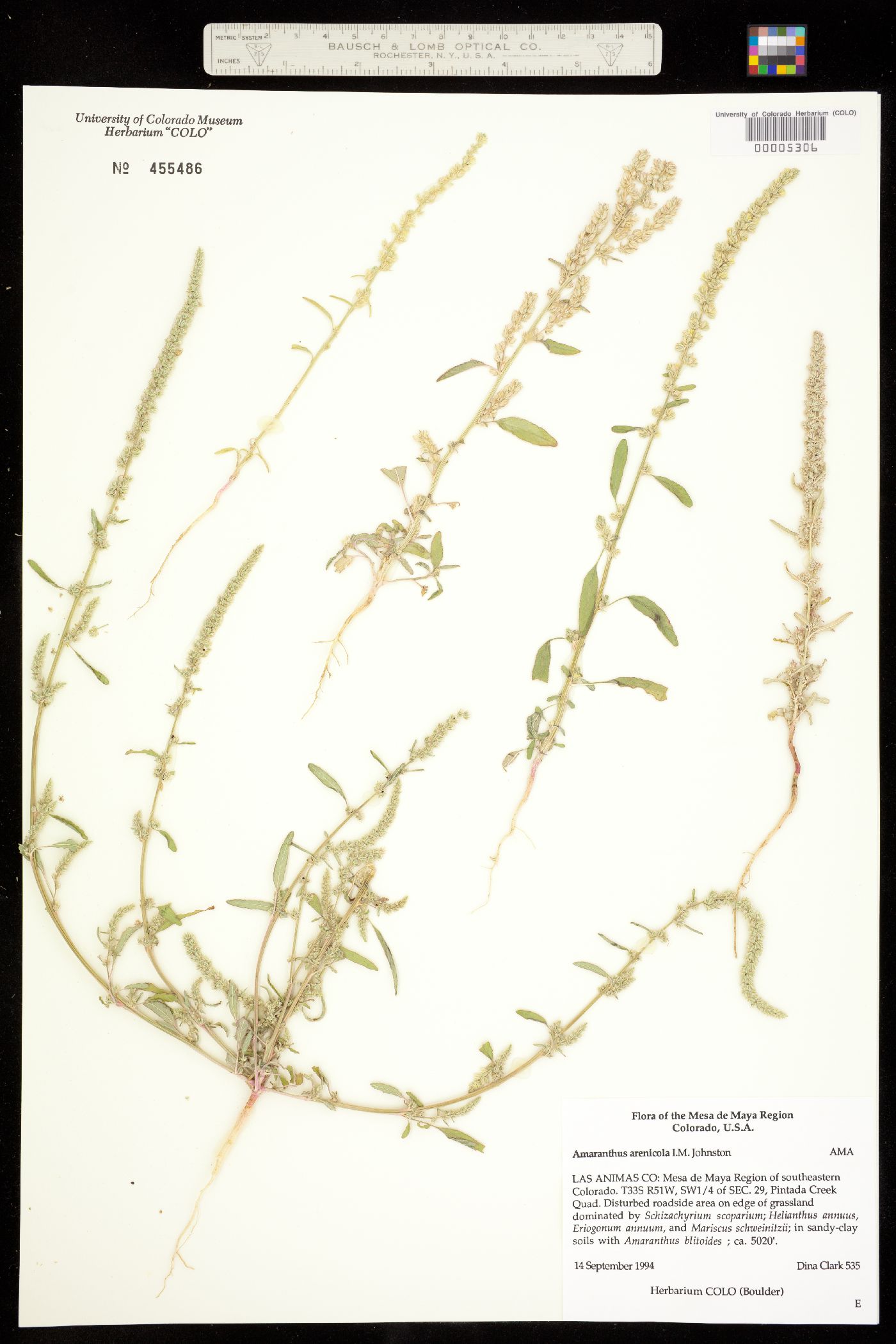 Amaranthus arenicola image