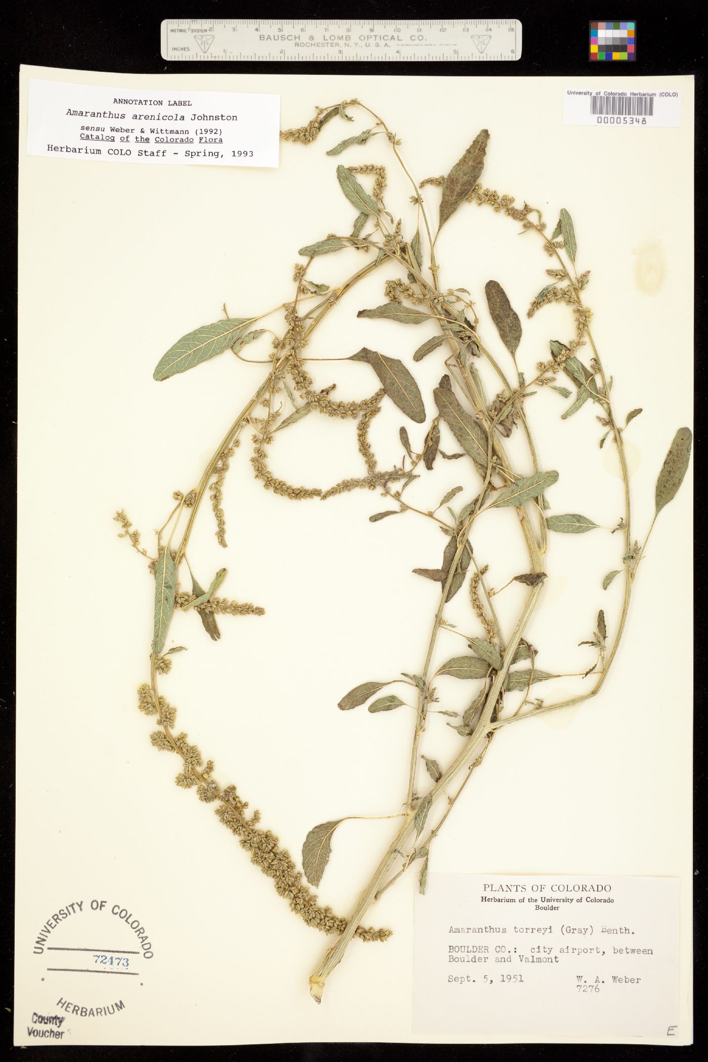 Amaranthus arenicola image