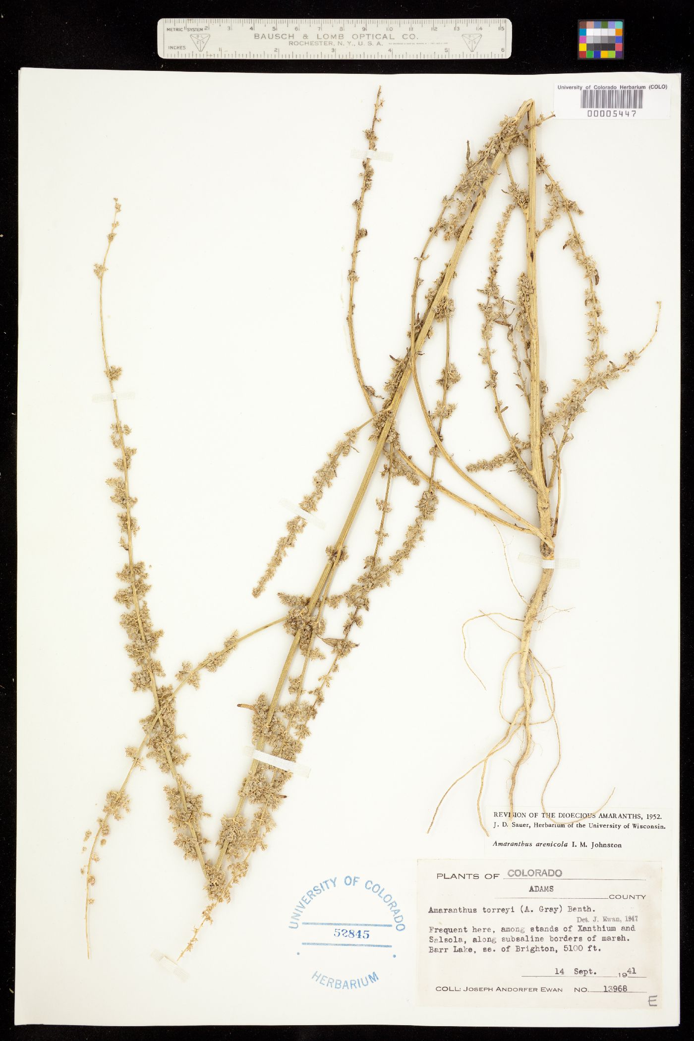 Amaranthus image