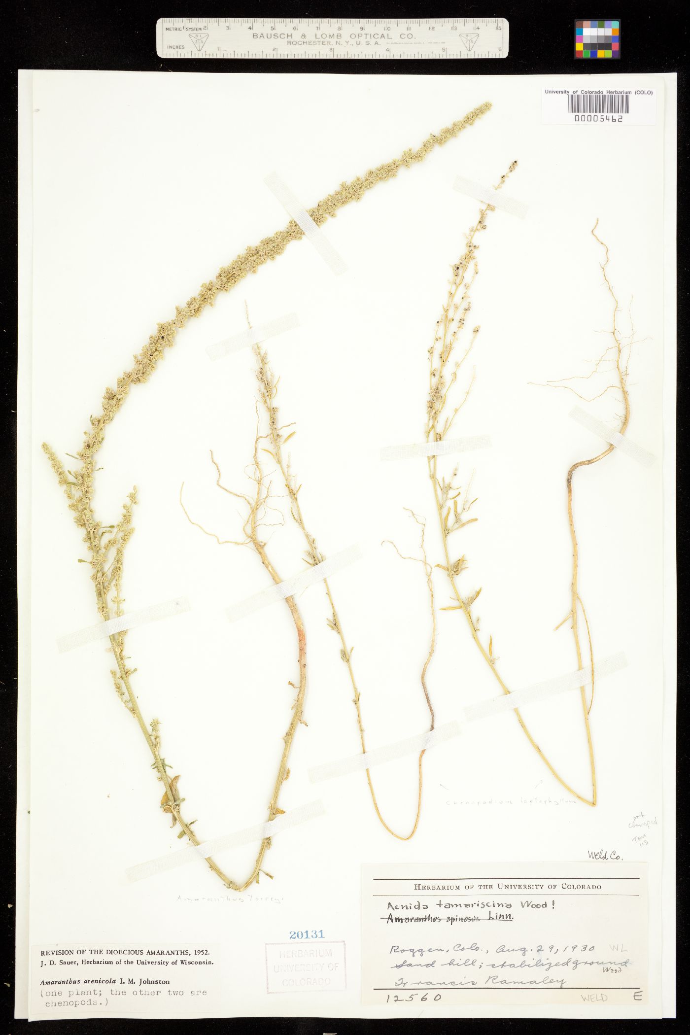 Amaranthus arenicola image