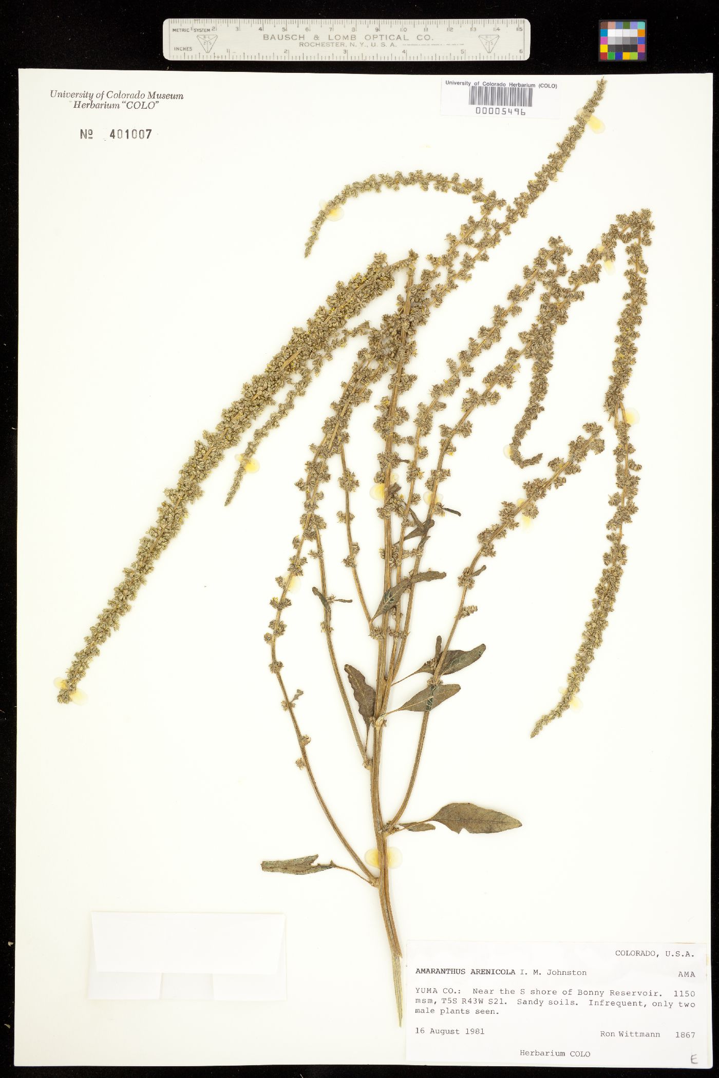 Amaranthus arenicola image