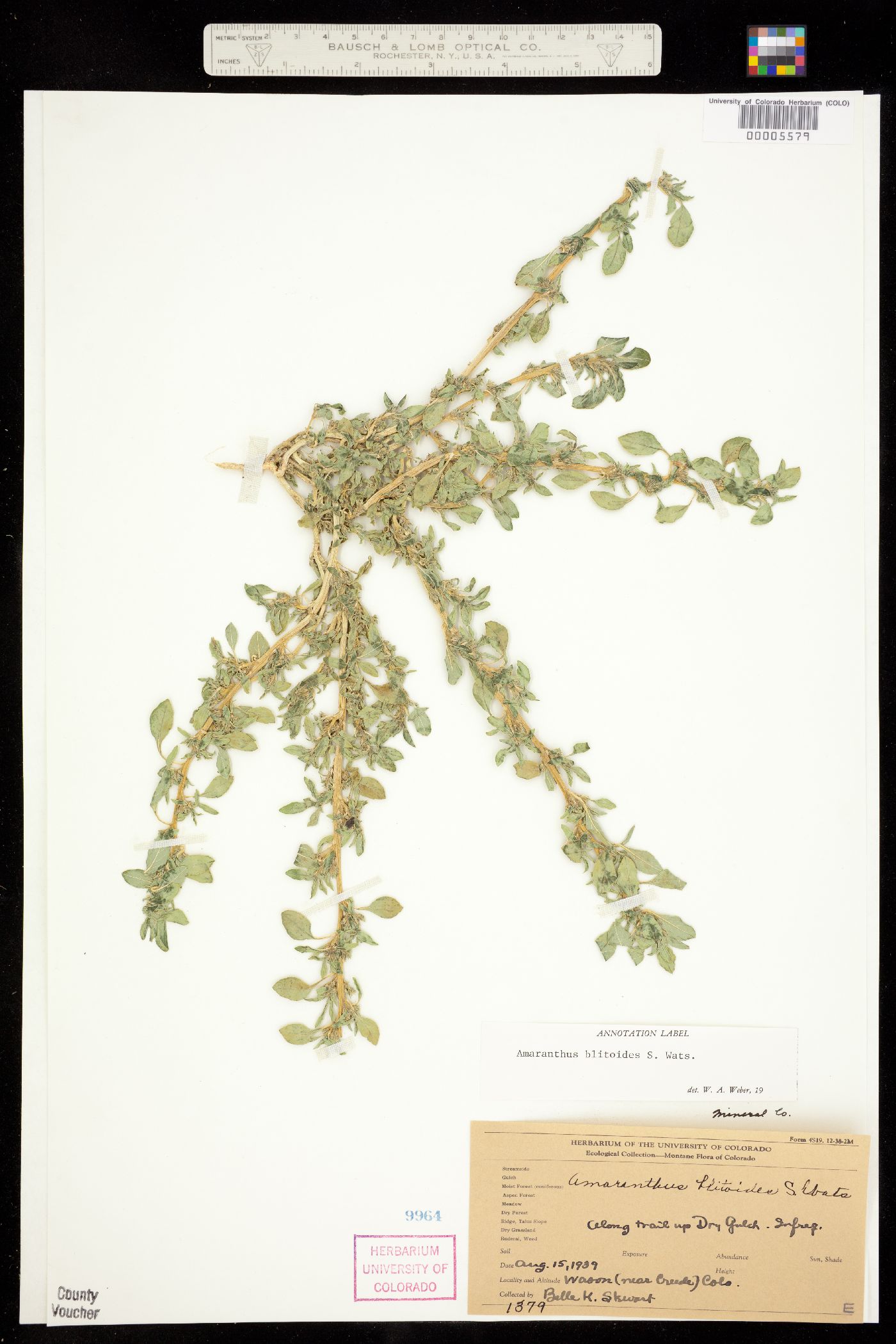 Amaranthus blitoides image