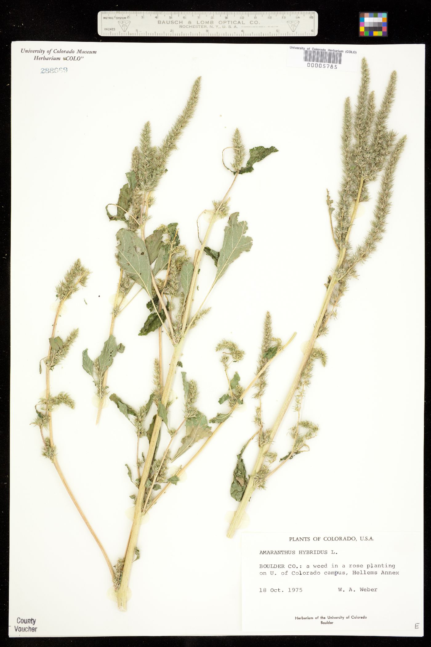 Amaranthus hybridus image