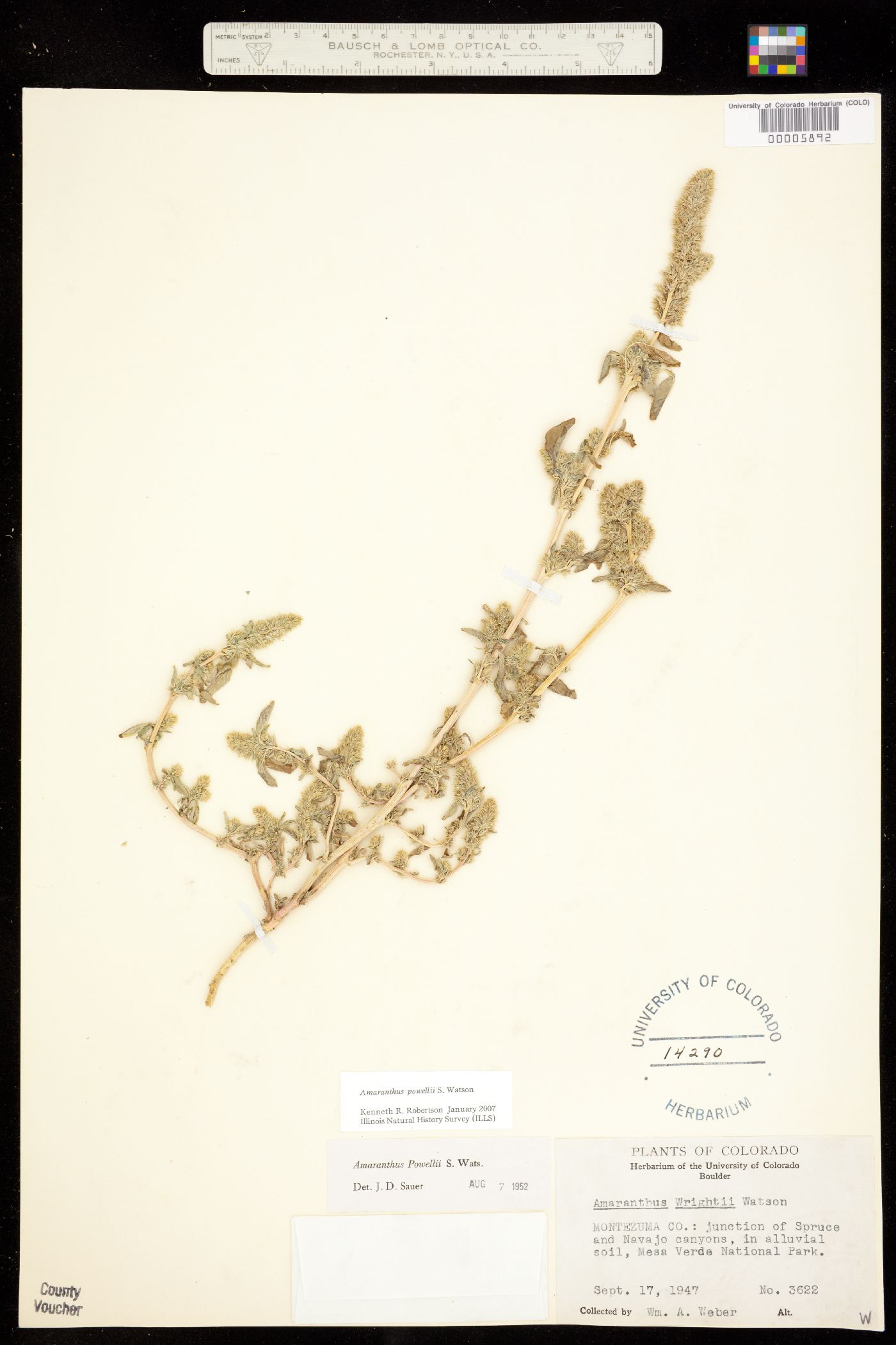 Amaranthus powellii image