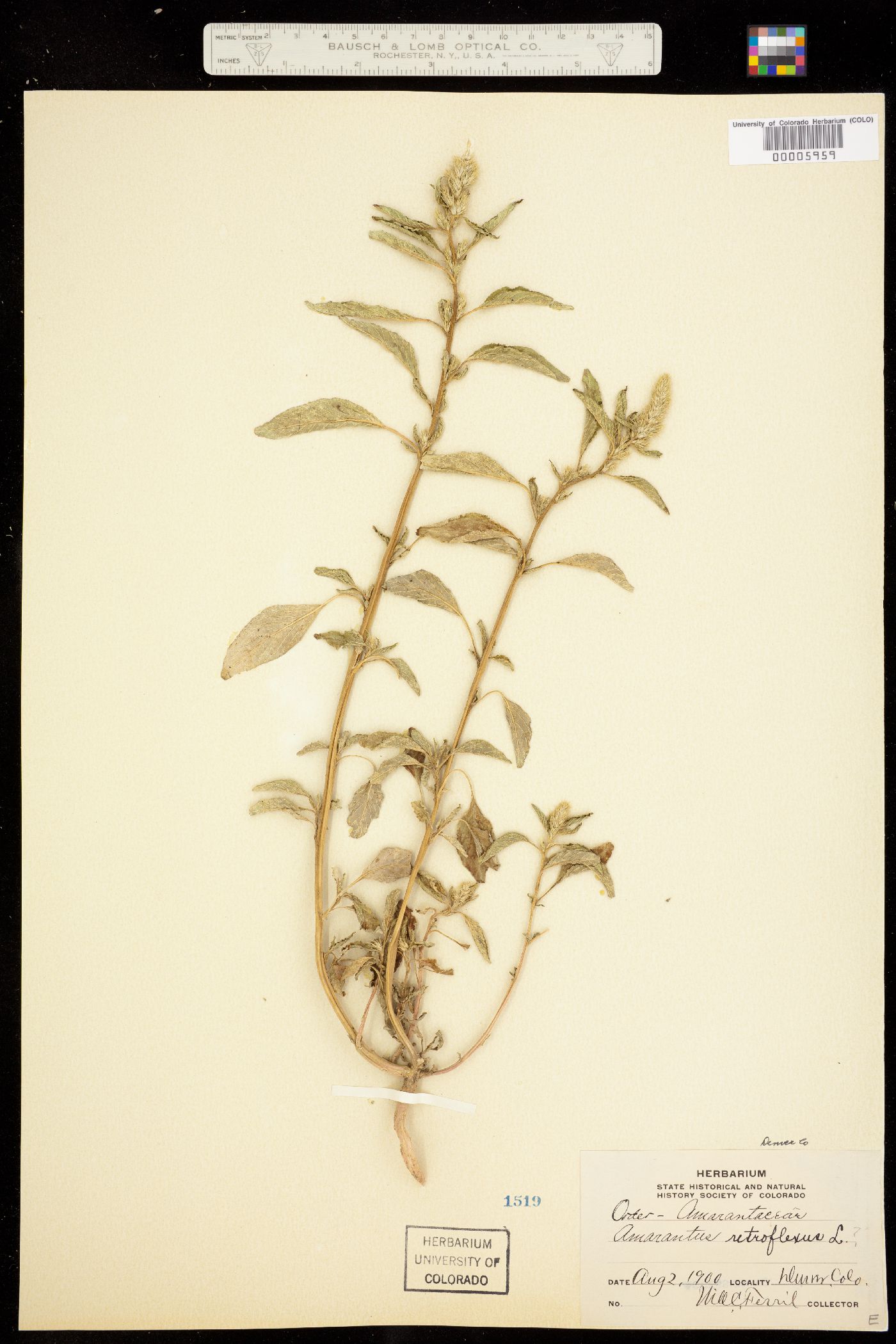 Amaranthus retroflexus image