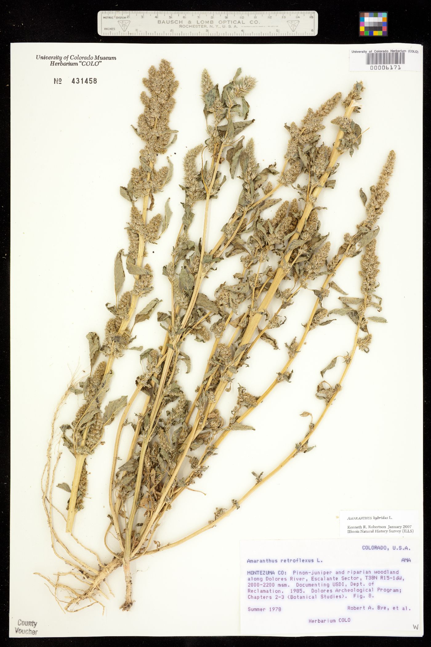 Amaranthus hybridus image