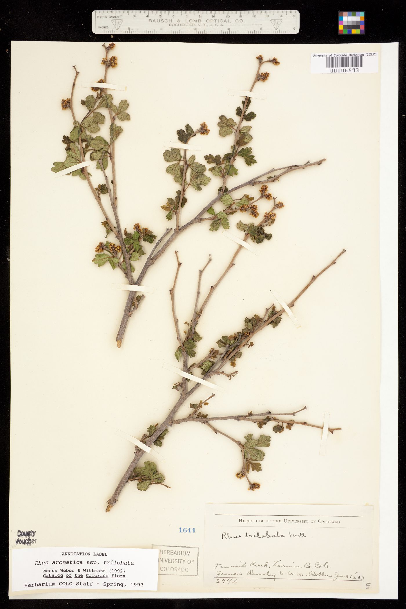 Rhus aromatica image