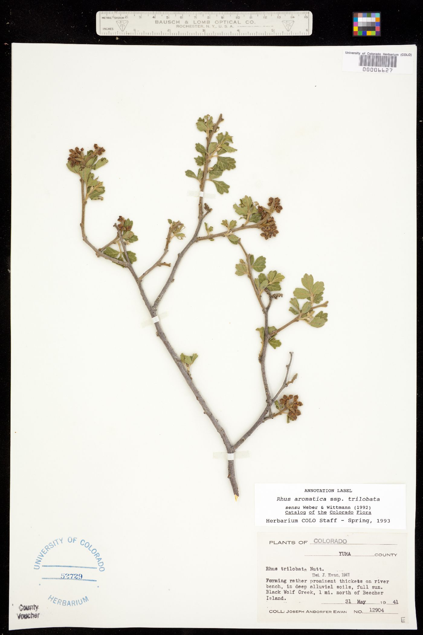 Rhus aromatica var. aromatica image