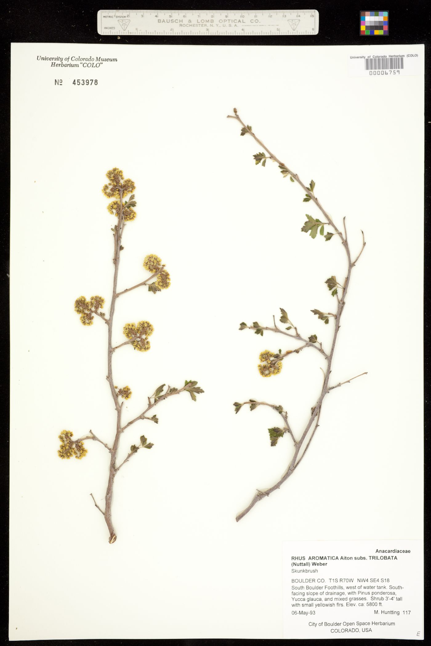 Rhus aromatica var. aromatica image