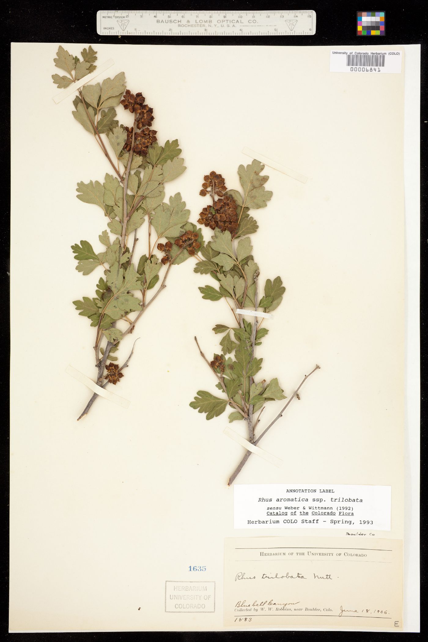 Rhus aromatica image