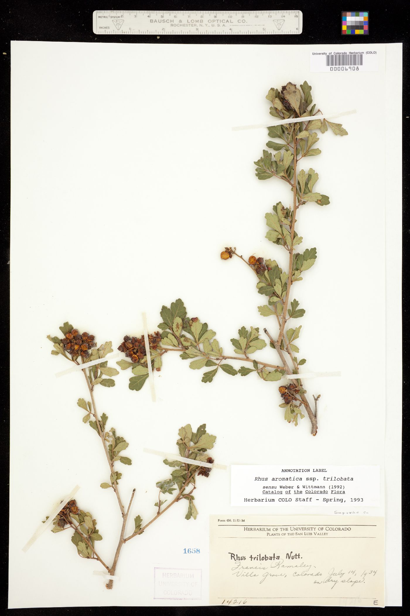 Rhus aromatica var. aromatica image
