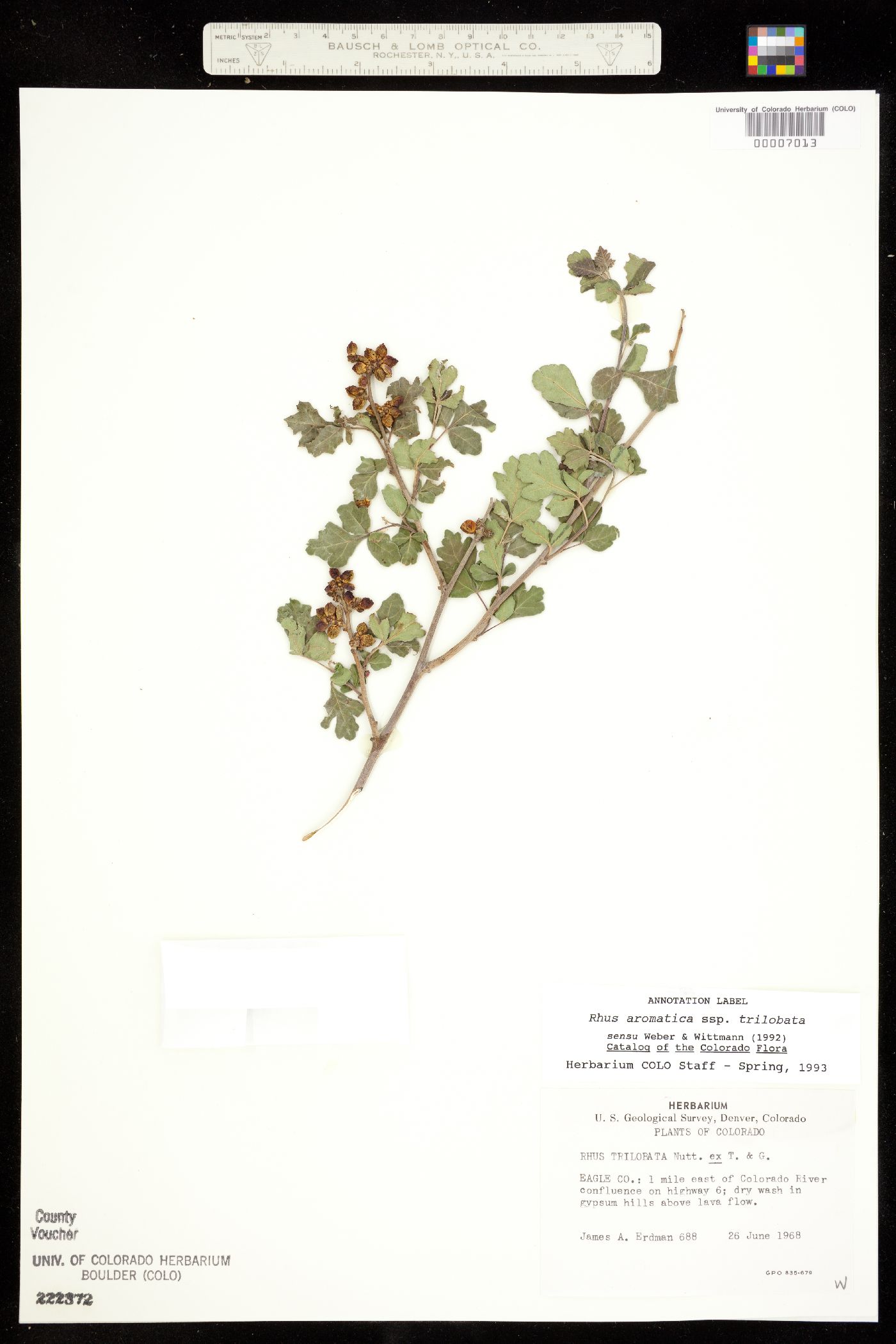 Anacardiaceae image