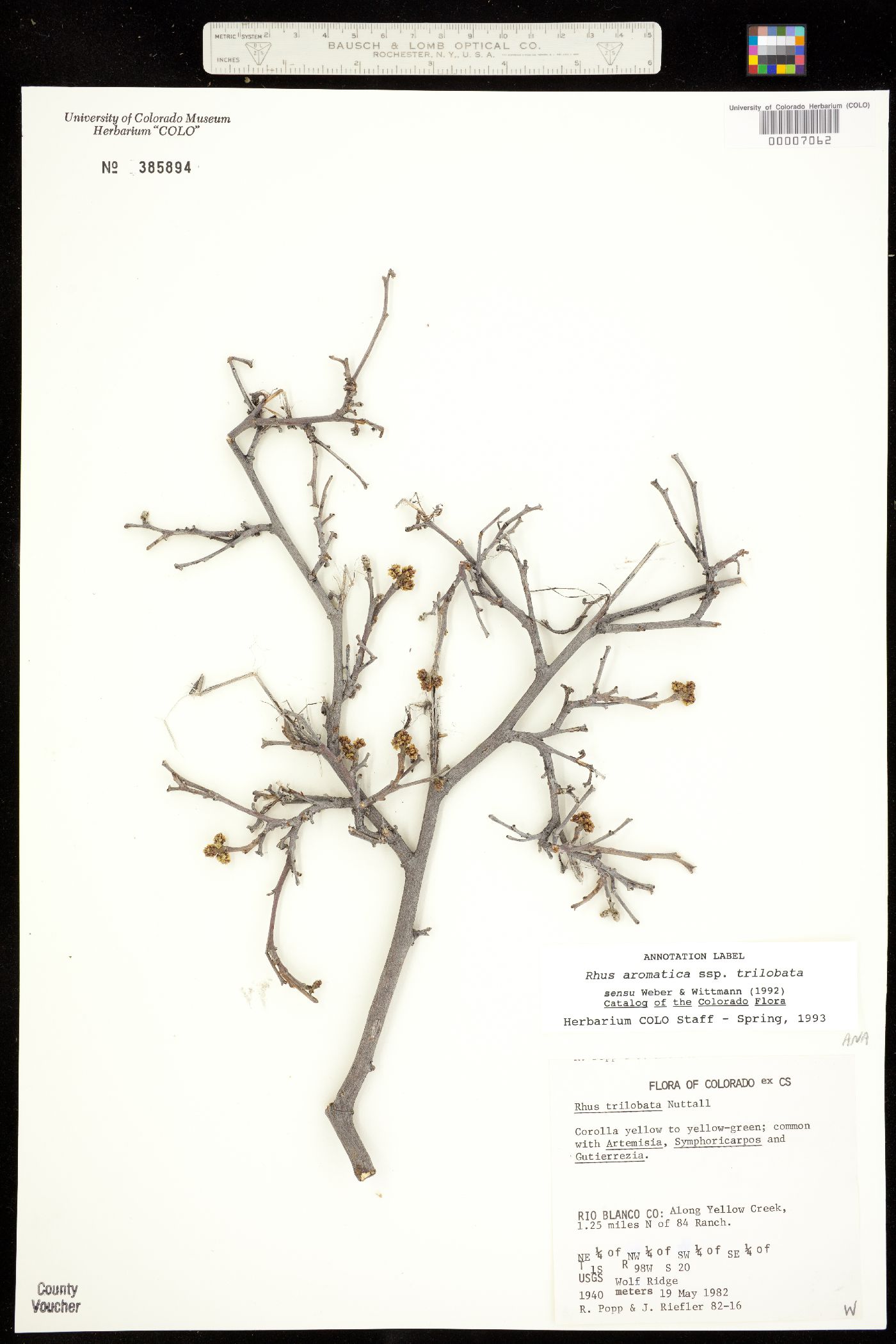 Rhus aromatica var. aromatica image