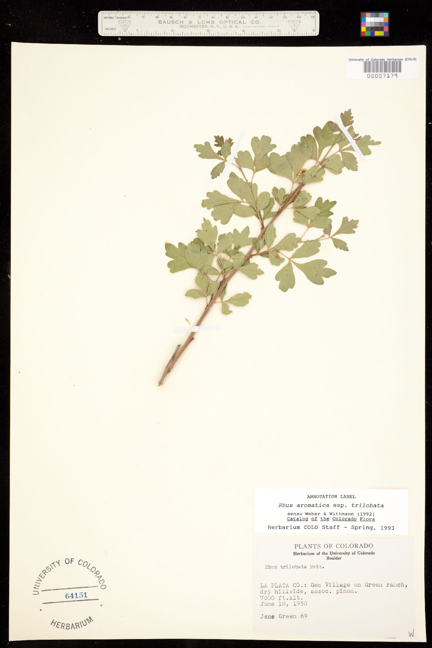 Rhus aromatica image