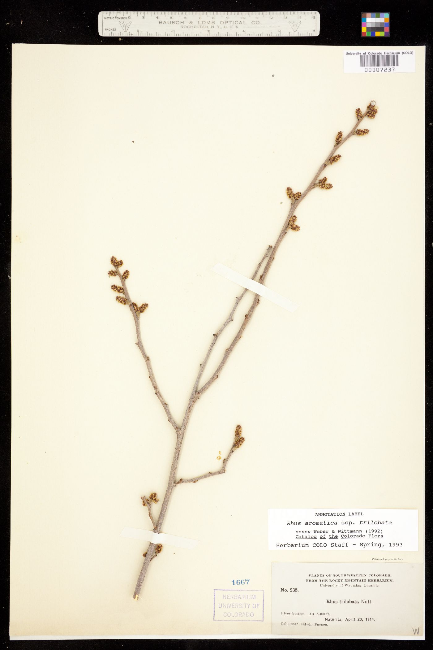 Rhus aromatica image