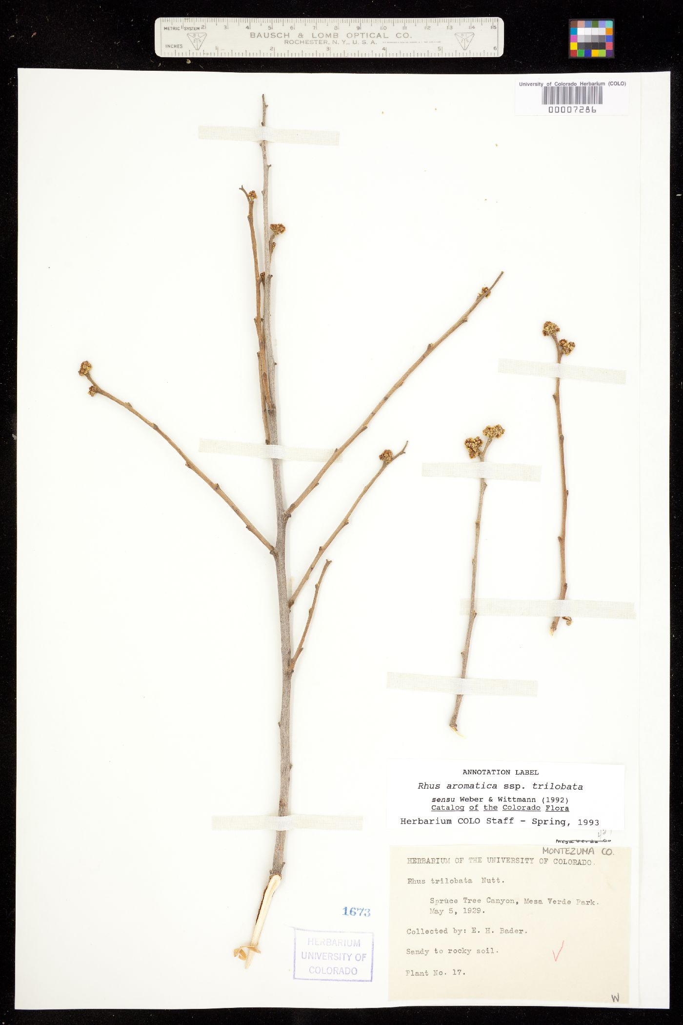 Rhus aromatica var. aromatica image