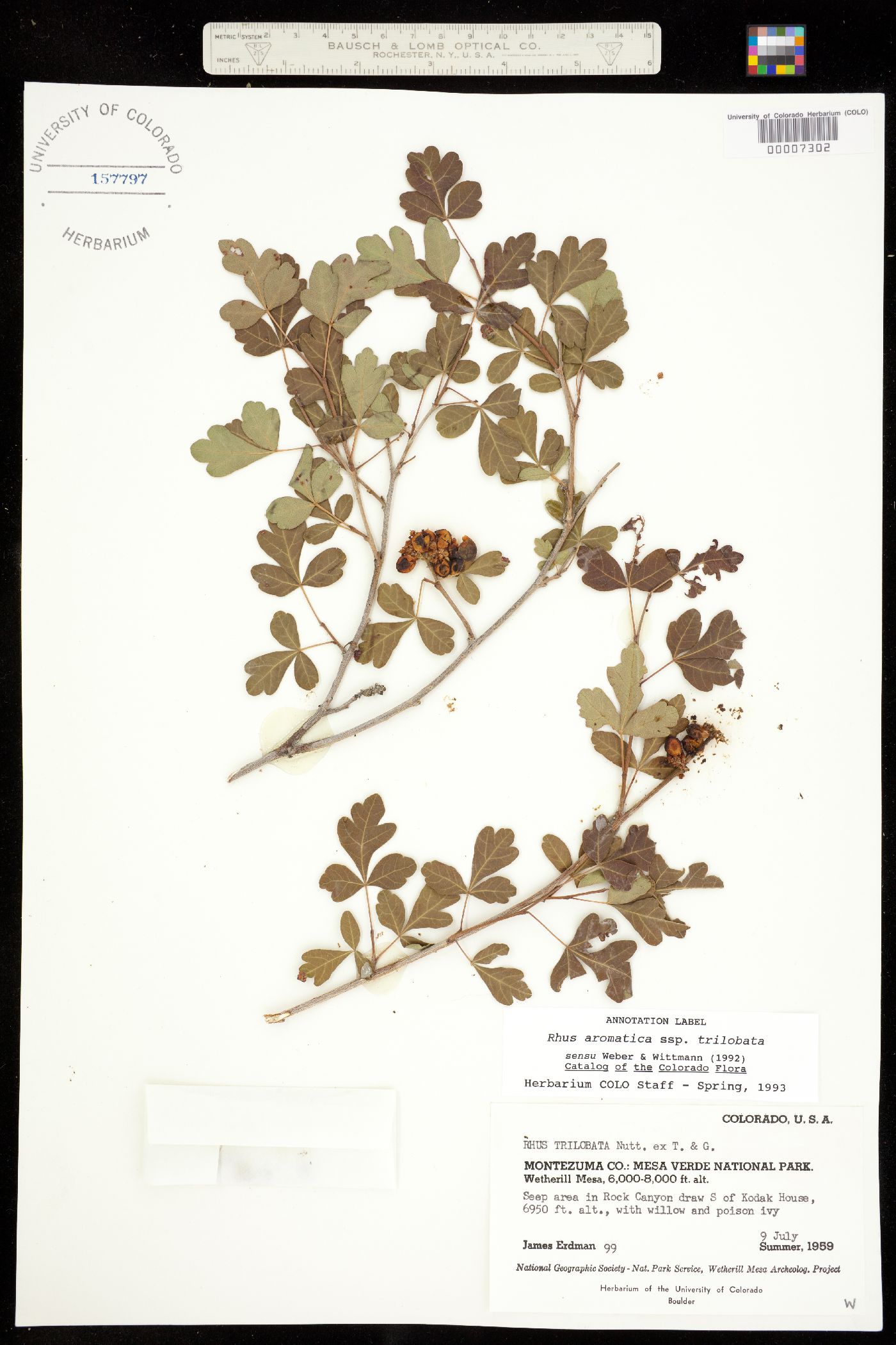 Rhus aromatica image