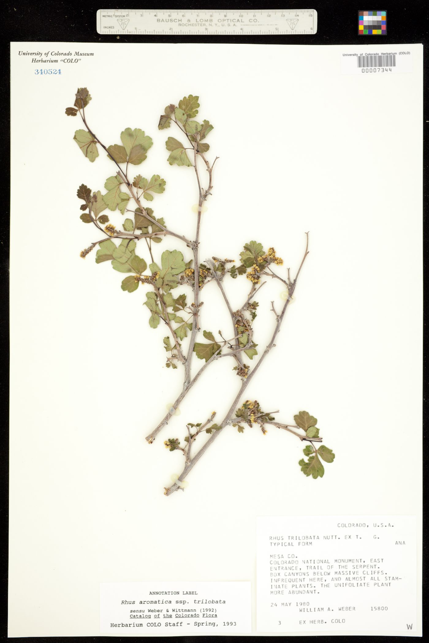 Rhus aromatica var. aromatica image