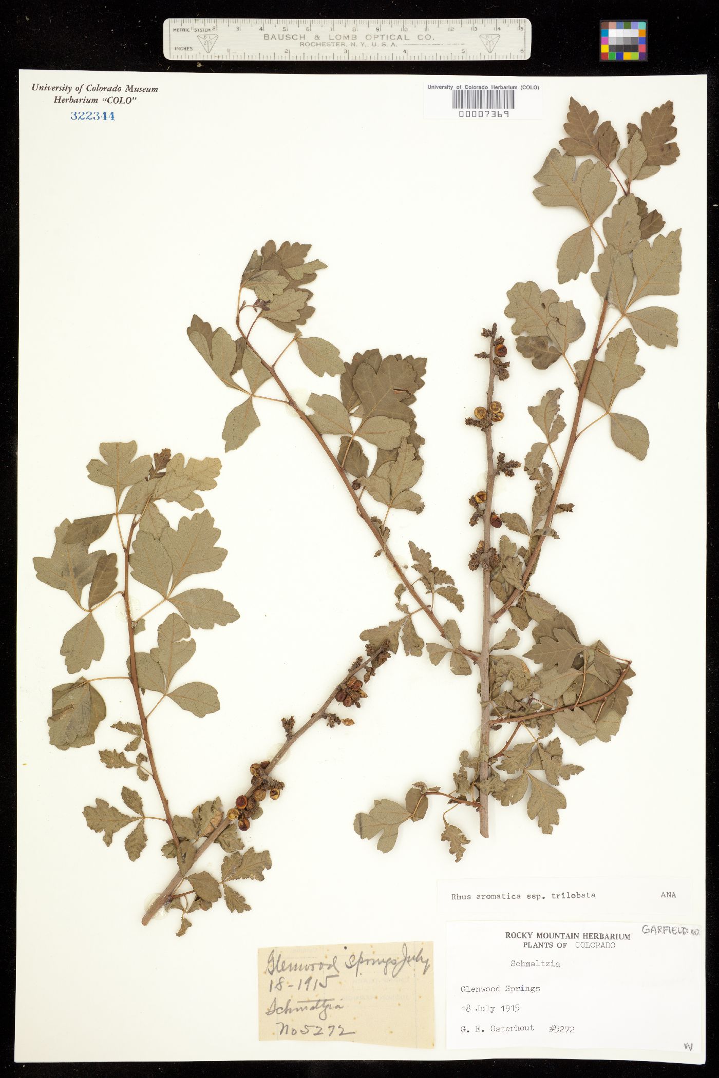 Rhus aromatica var. aromatica image