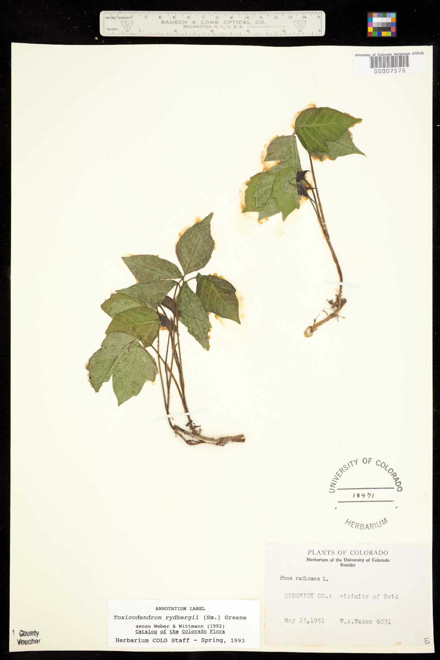 Toxicodendron rydbergii image