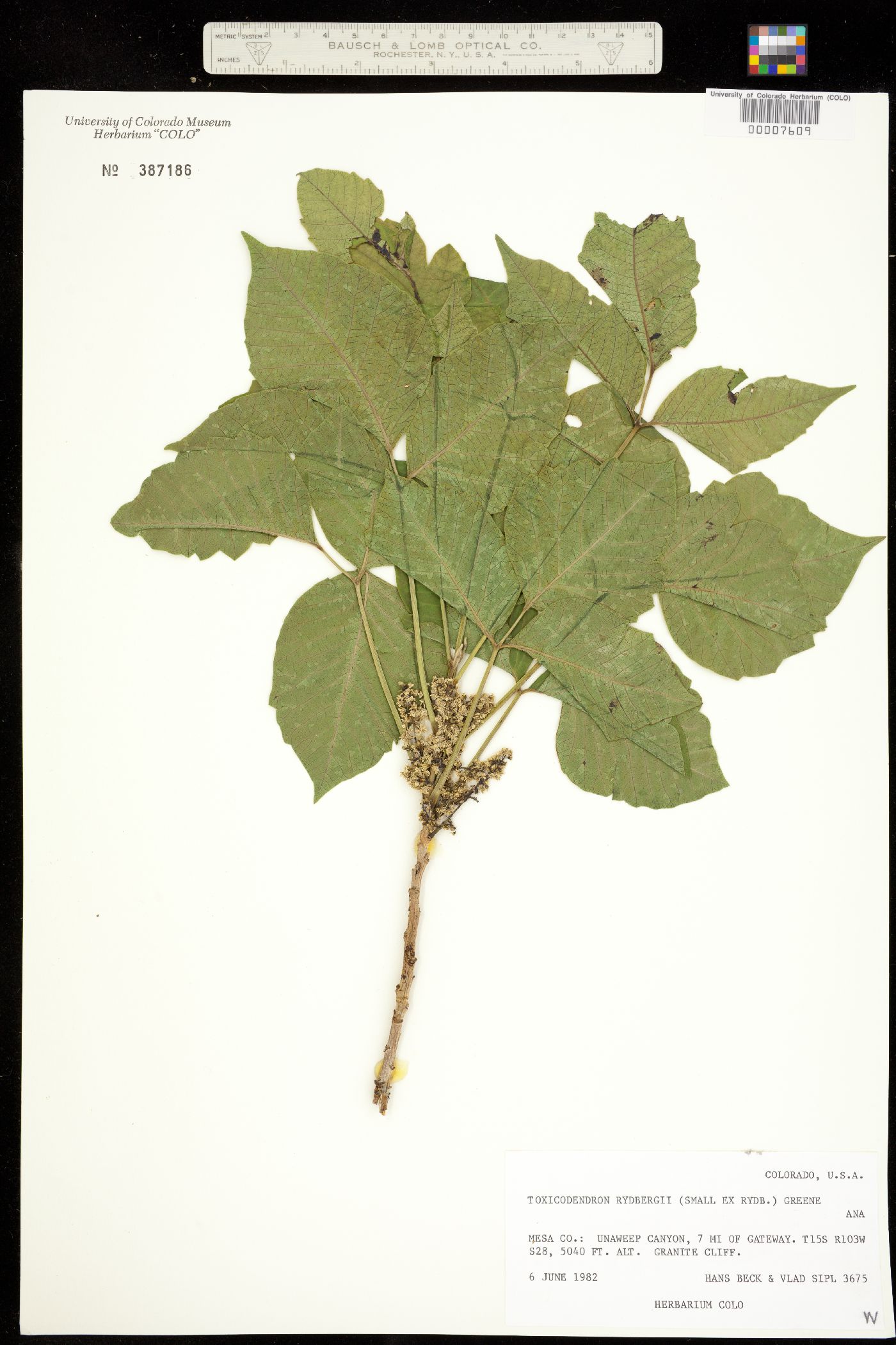 Toxicodendron rydbergii image