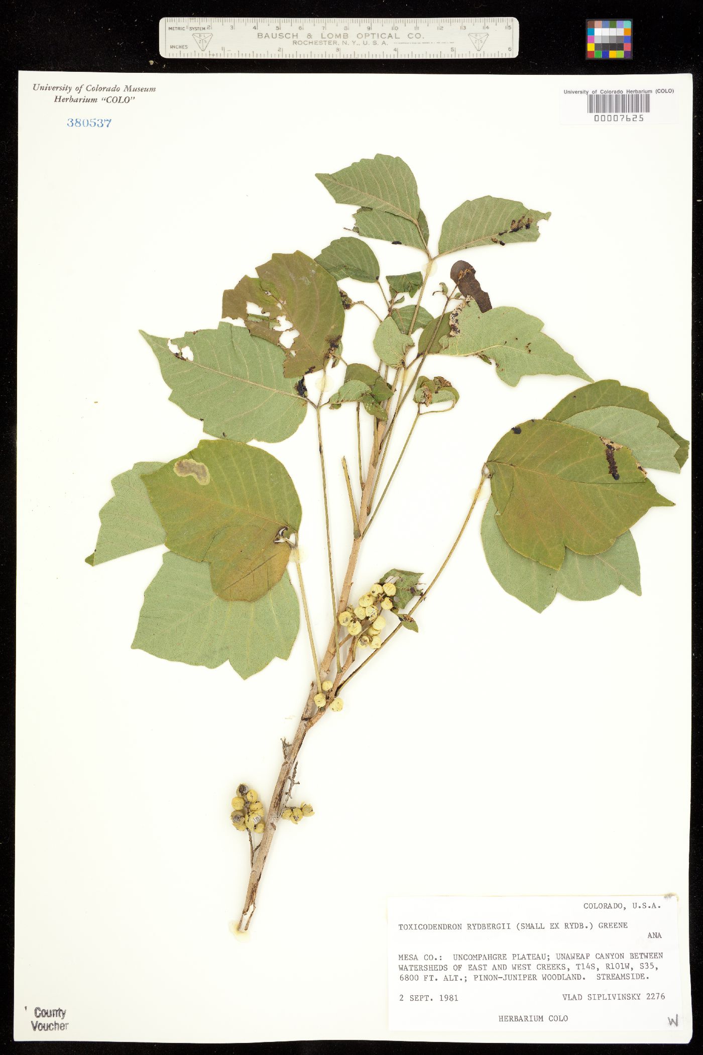 Toxicodendron rydbergii image