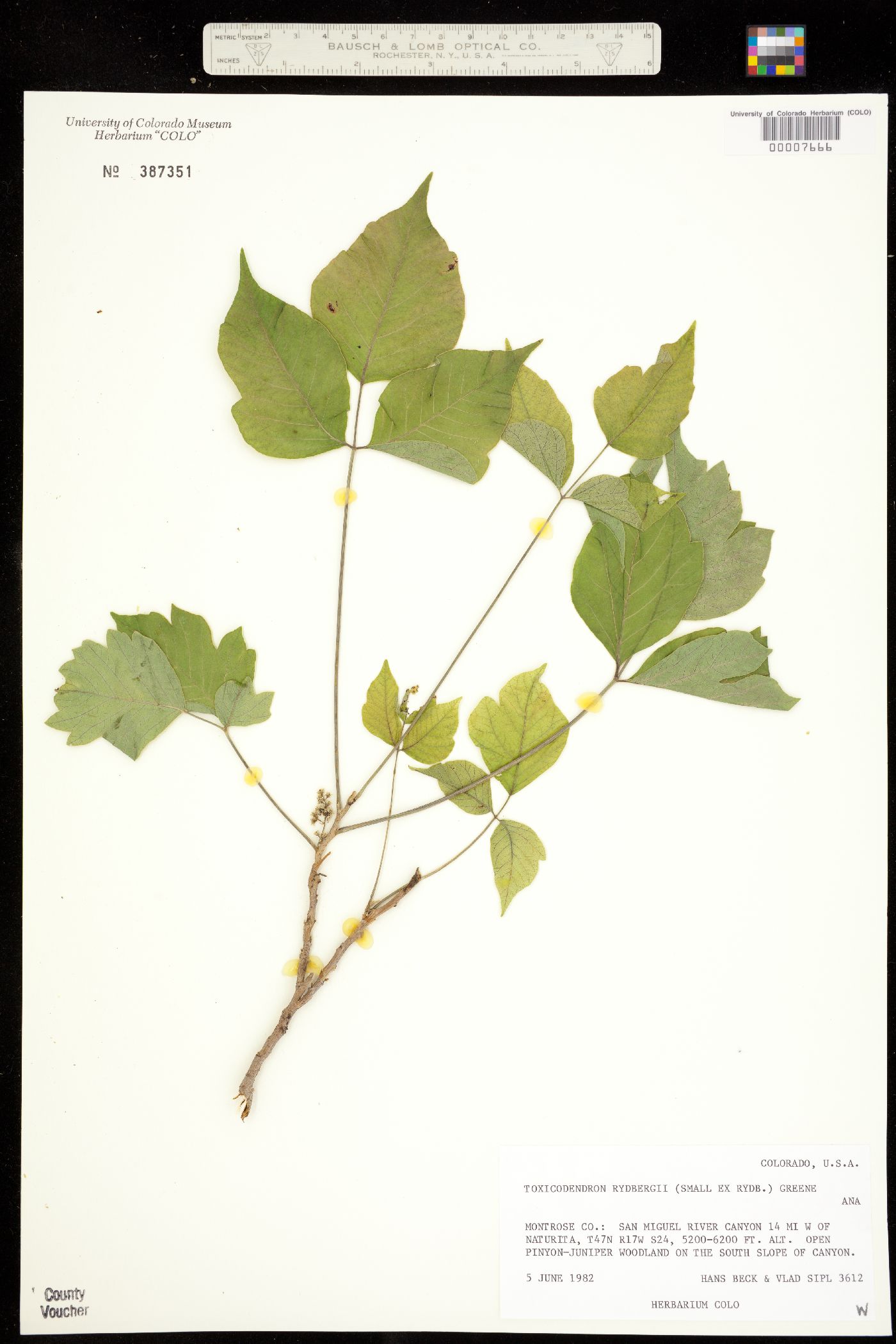 Toxicodendron rydbergii image