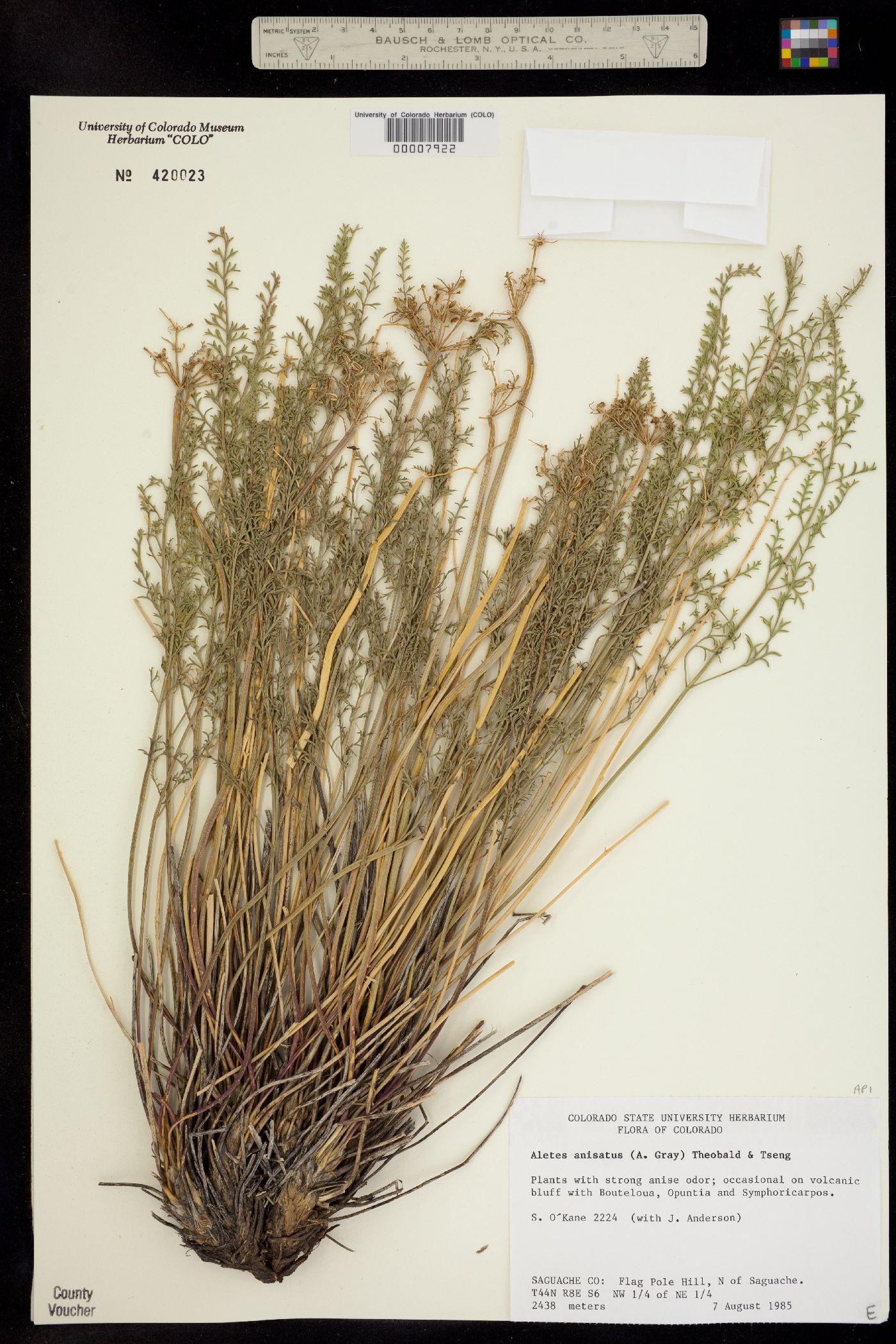 Aletes anisatus image