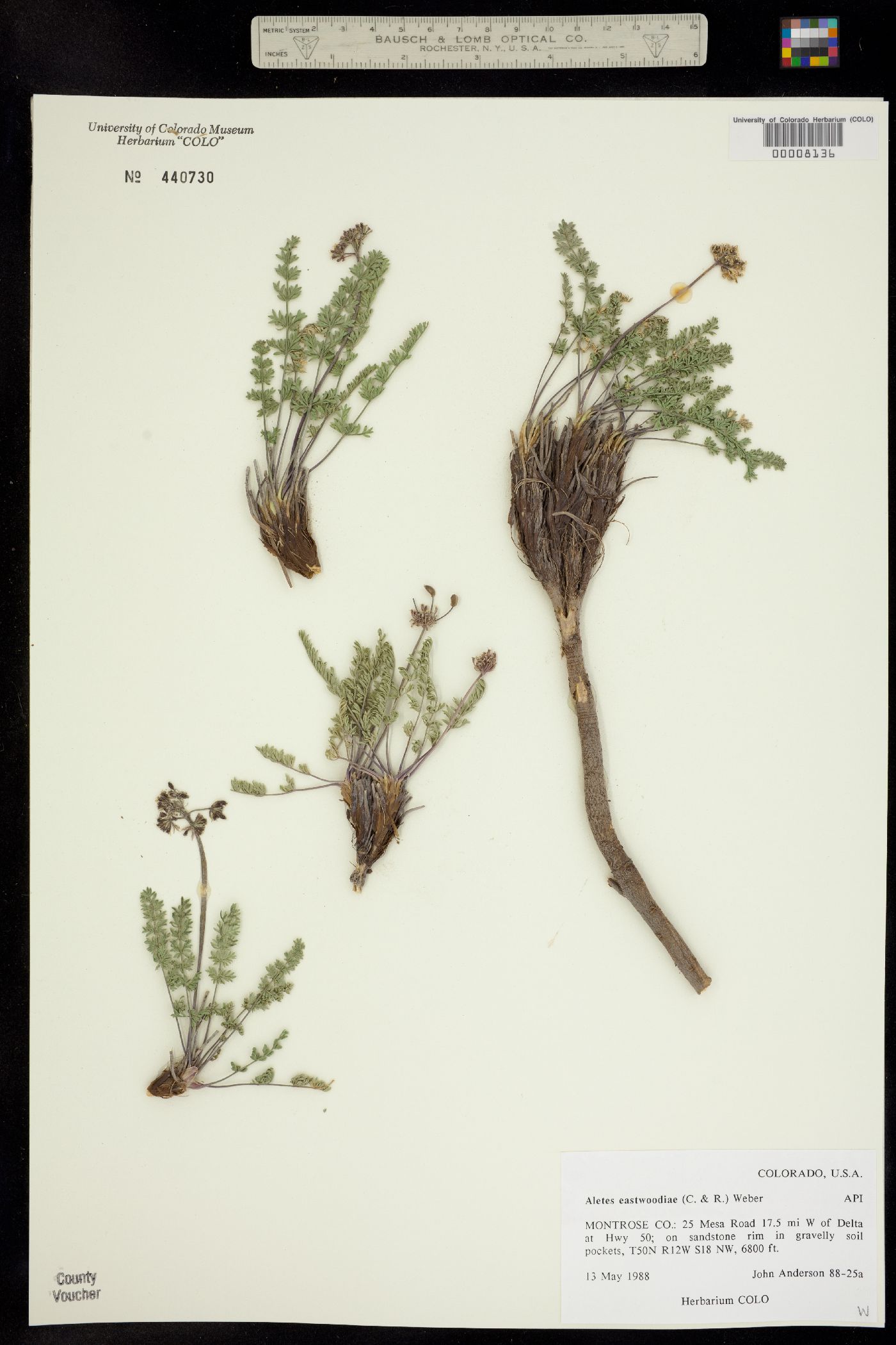 Lomatium eastwoodiae image